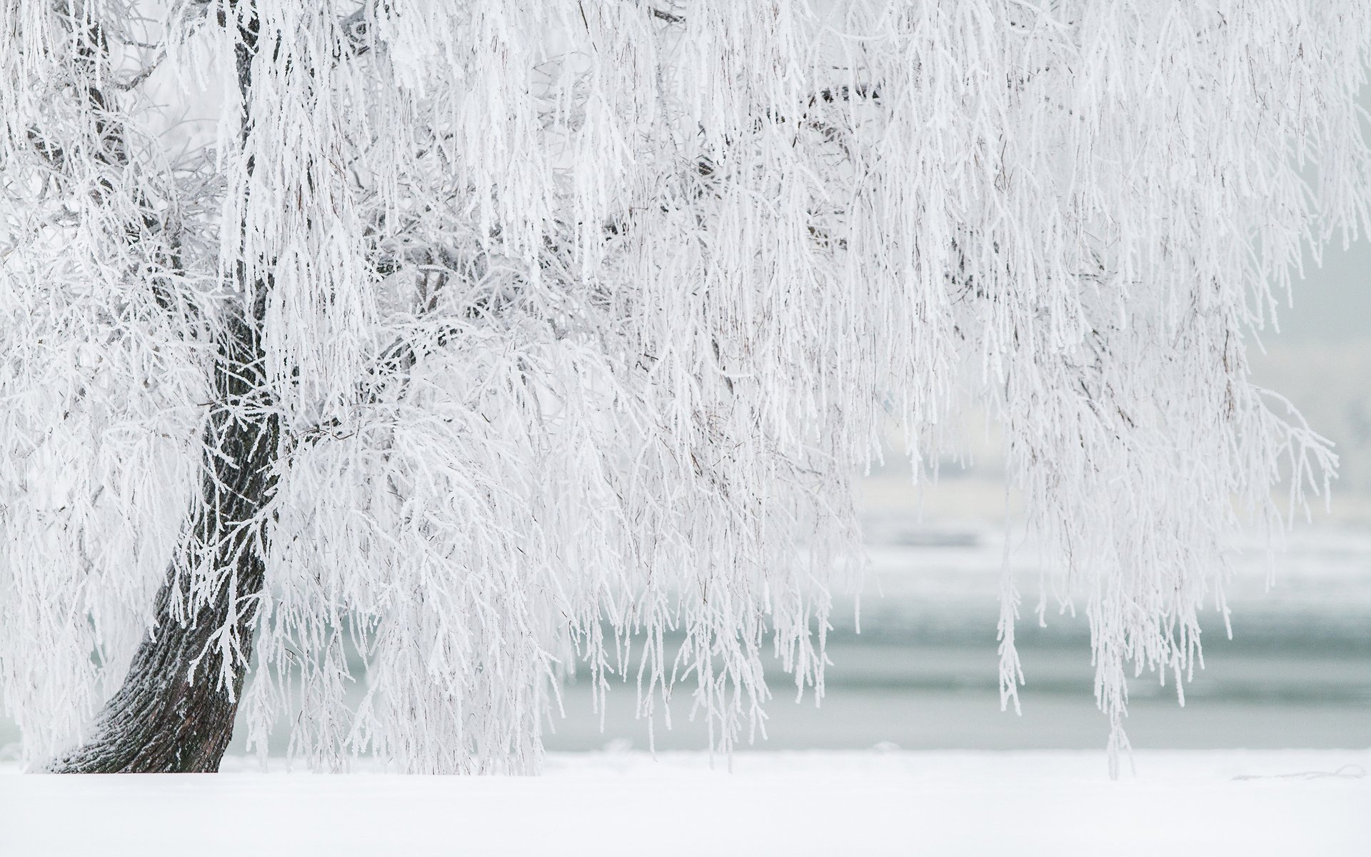 Обои природа, дерево, зима, иней, береза, nature, tree, winter, frost, birch разрешение 2880x1800 Загрузить