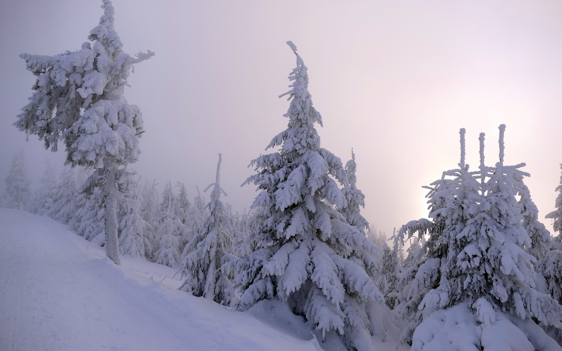 Обои деревья, снег, природа, лес, зима, trees, snow, nature, forest, winter разрешение 2560x1600 Загрузить