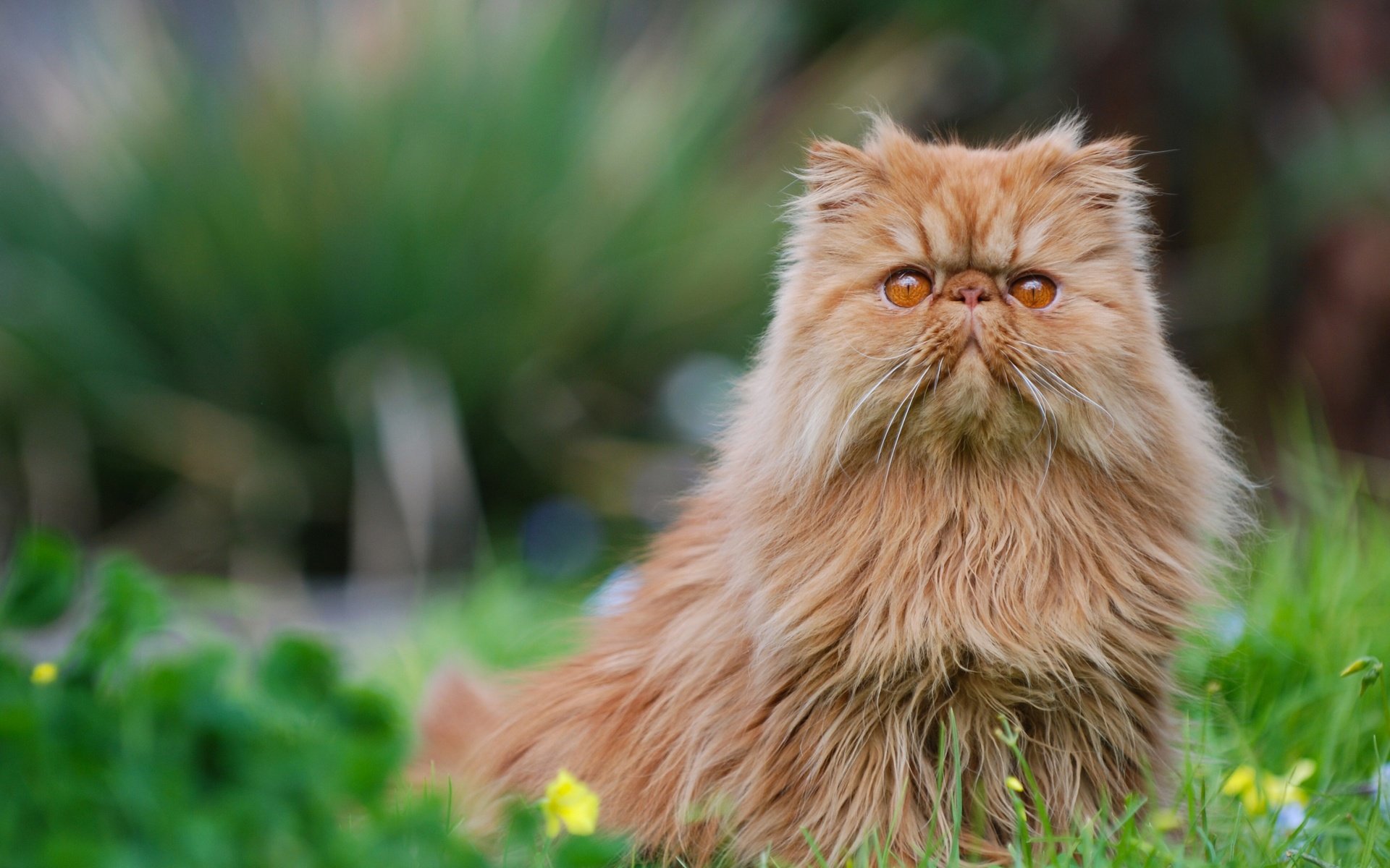 Обои глаза, фон, кот, усы, кошка, взгляд, персидская, eyes, background, cat, mustache, look, persian разрешение 2880x1800 Загрузить