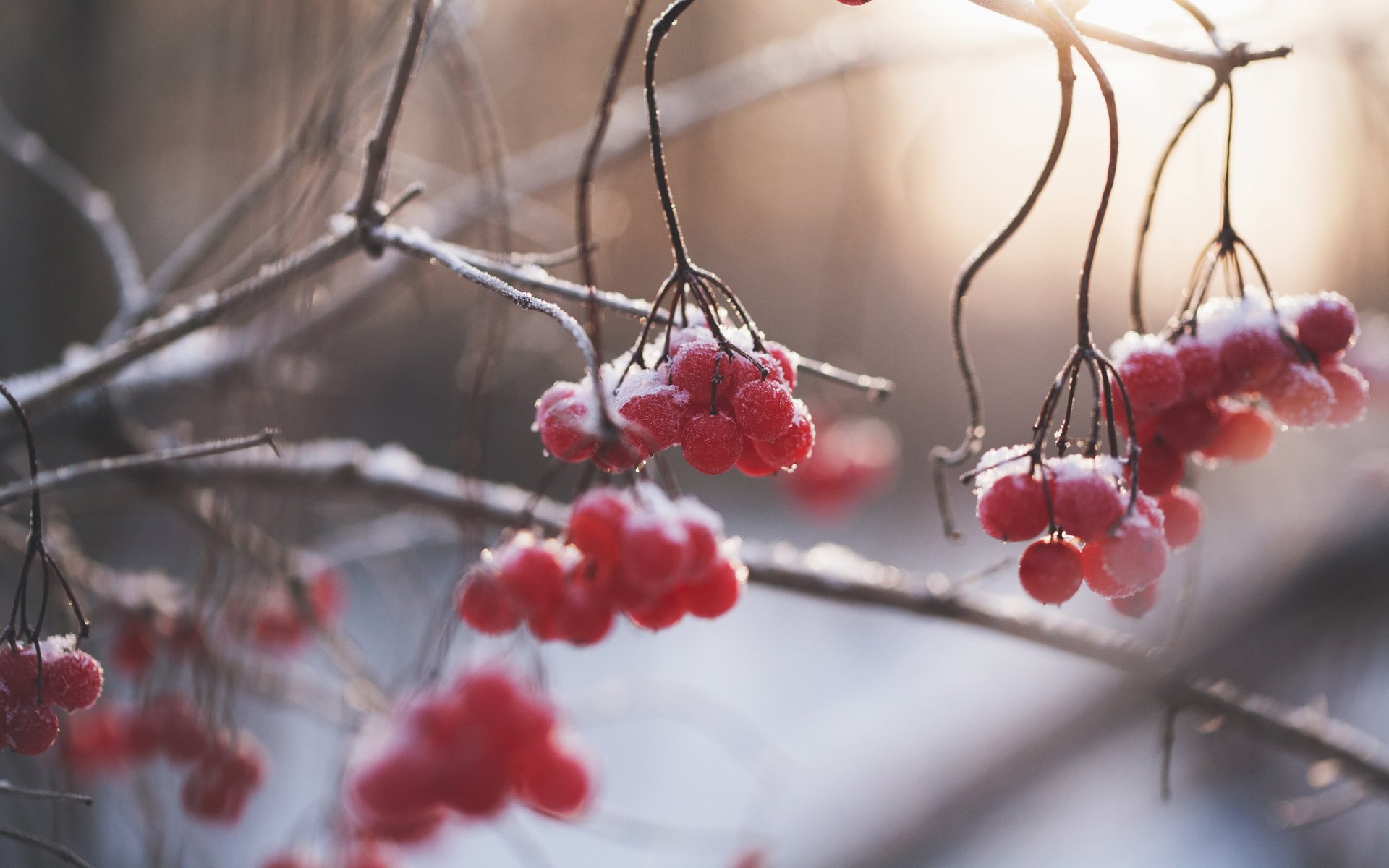 Обои природа, зима, ветки, размытость, ягоды, рябина, nature, winter, branches, blur, berries, rowan разрешение 3840x2400 Загрузить