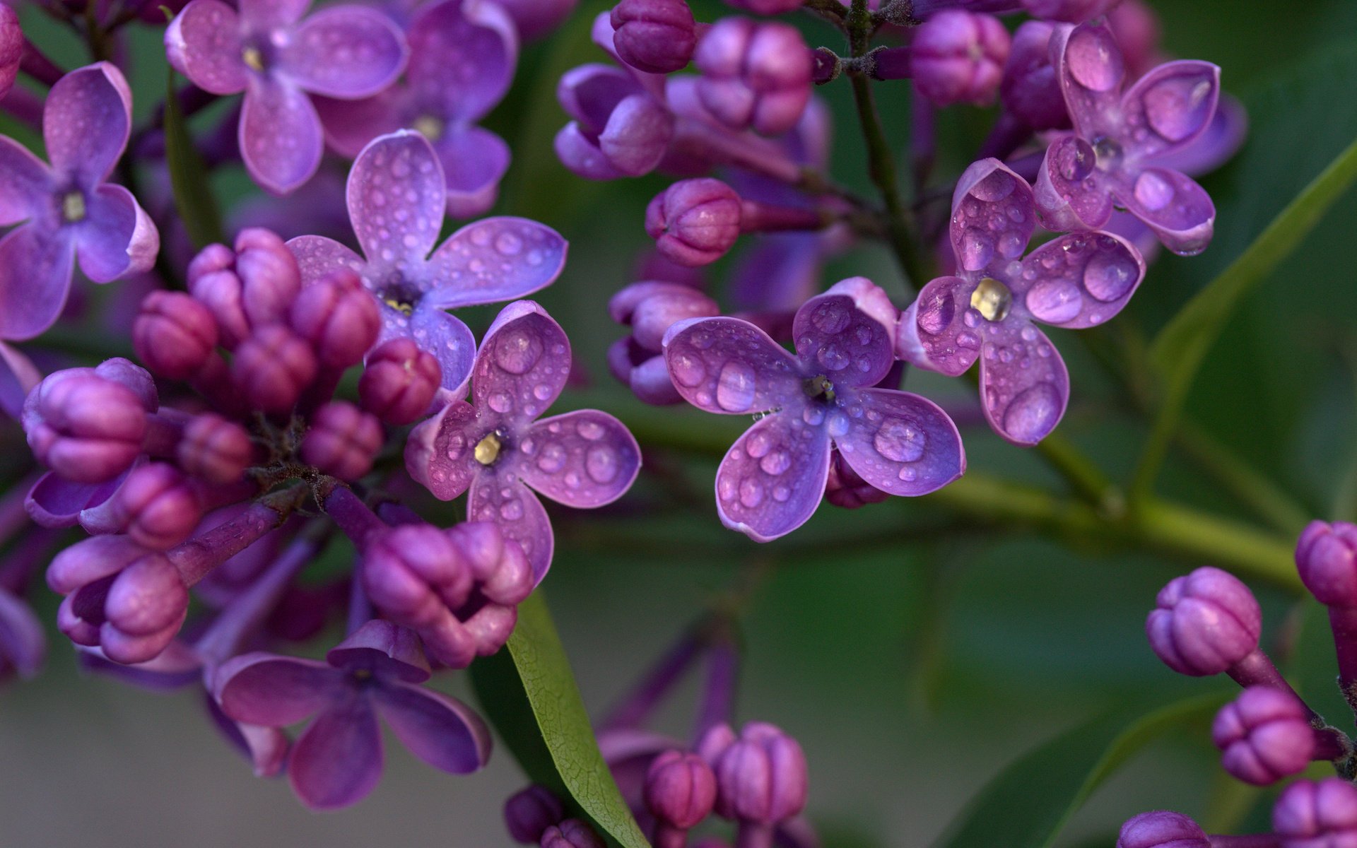 Обои цветы, цветение, капли, весна, сирень, flowers, flowering, drops, spring, lilac разрешение 3840x2400 Загрузить