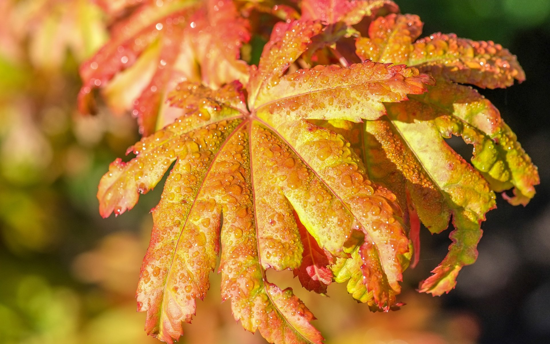 Обои листья, капли, осень, дождь, leaves, drops, autumn, rain разрешение 3641x2705 Загрузить