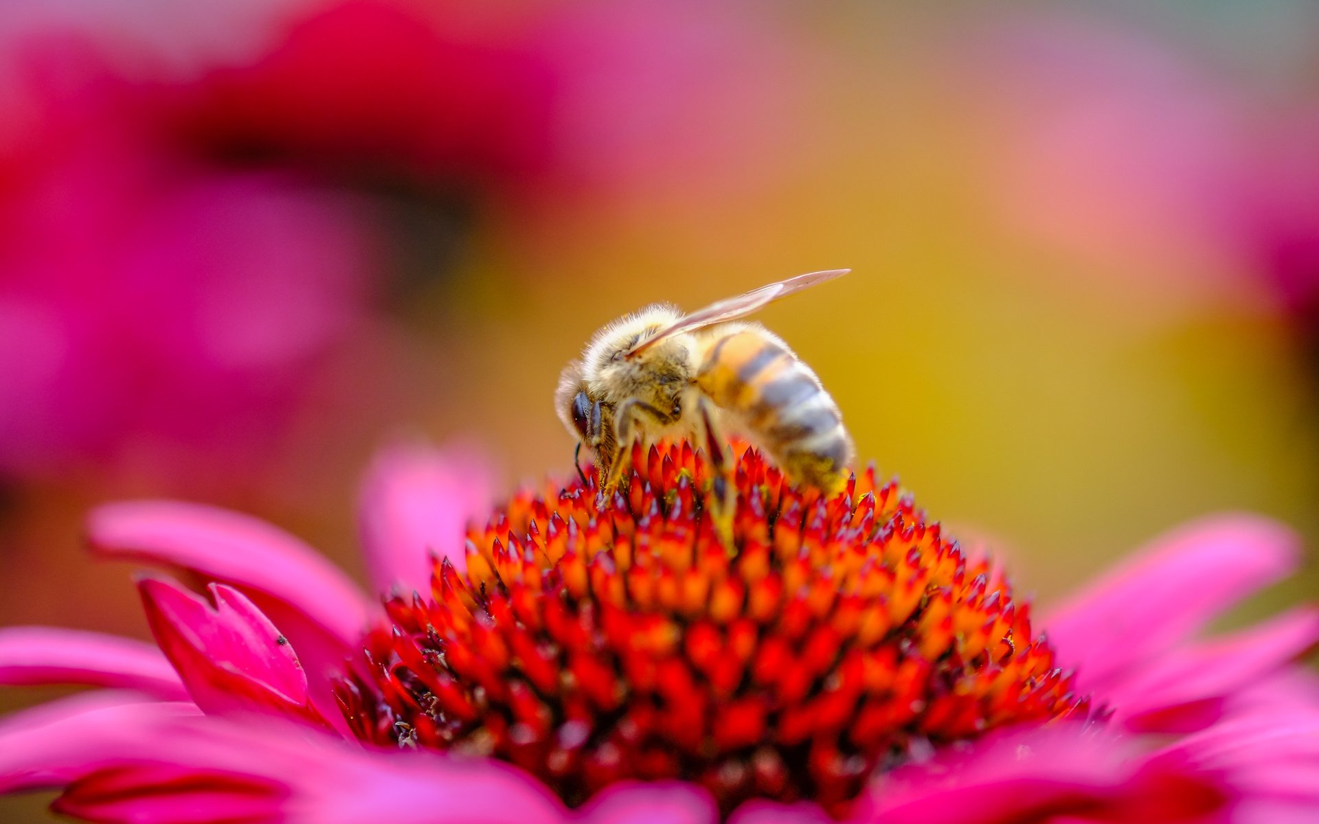 Обои насекомое, цветок, пчела, пыльца, эхинацея, insect, flower, bee, pollen, echinacea разрешение 4896x3264 Загрузить