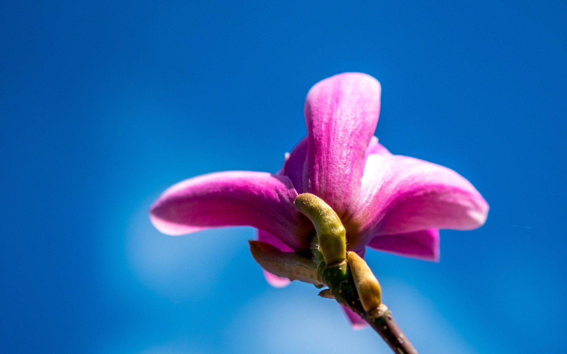 Обои небо, цветение, макро, весна, розовый, растение, стебель, магнолия, the sky, flowering, macro, spring, pink, plant, stem, magnolia разрешение 6000x4000 Загрузить