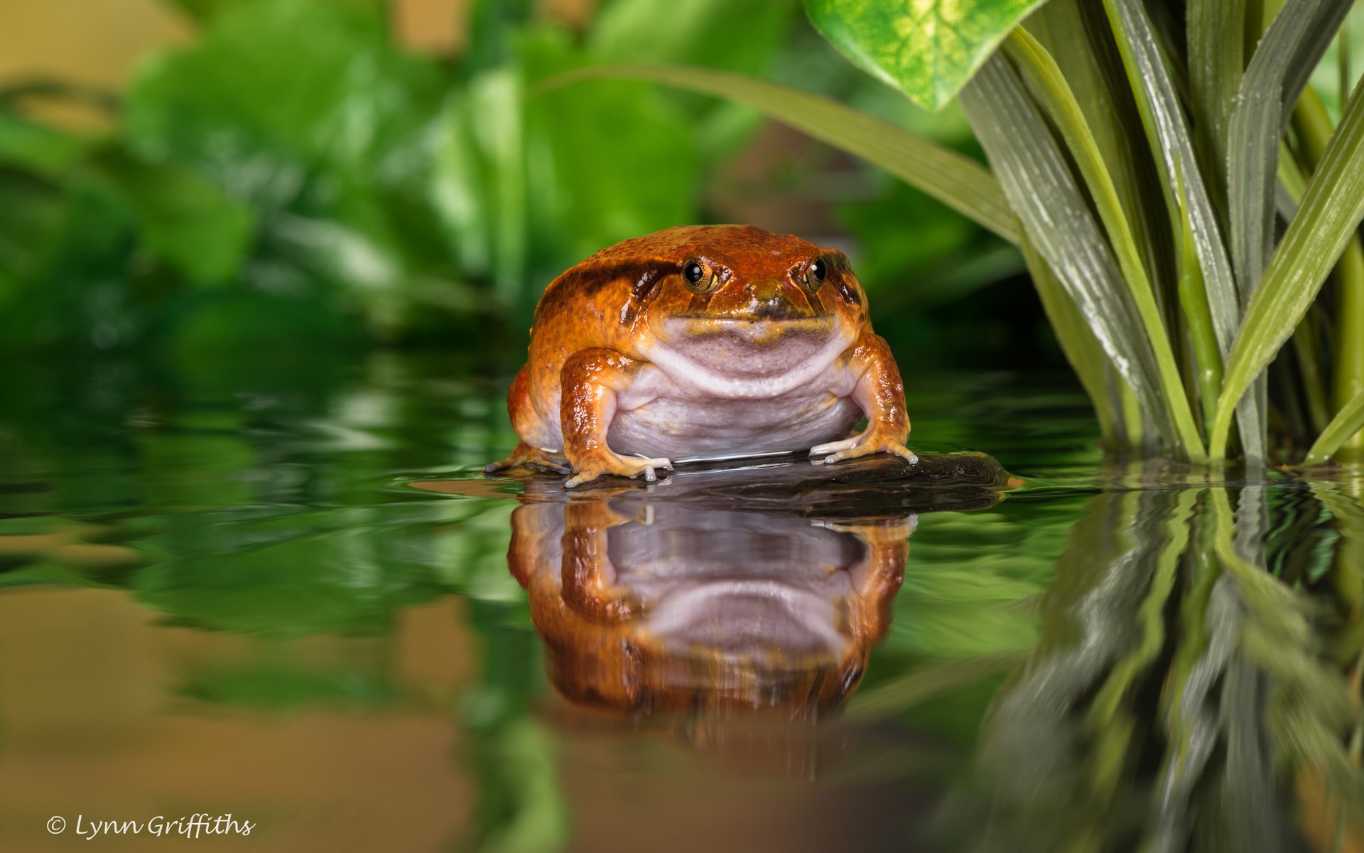 Обои вода, отражение, лягушка, пруд, жаба, water, reflection, frog, pond, toad разрешение 5464x3648 Загрузить