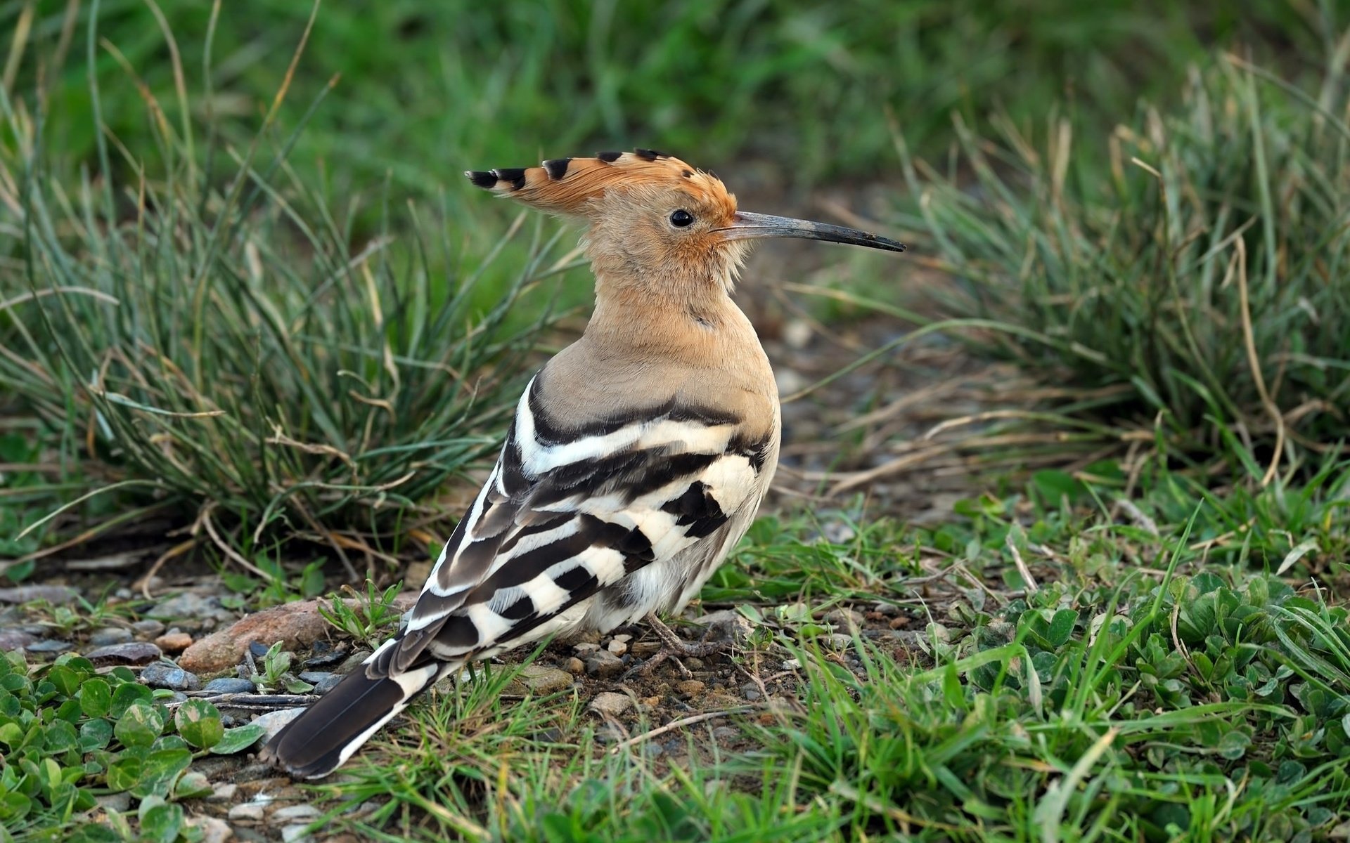 Обои трава, животные, птицы, клюв, перья, удод, grass, animals, birds, beak, feathers, hoopoe разрешение 2048x1363 Загрузить