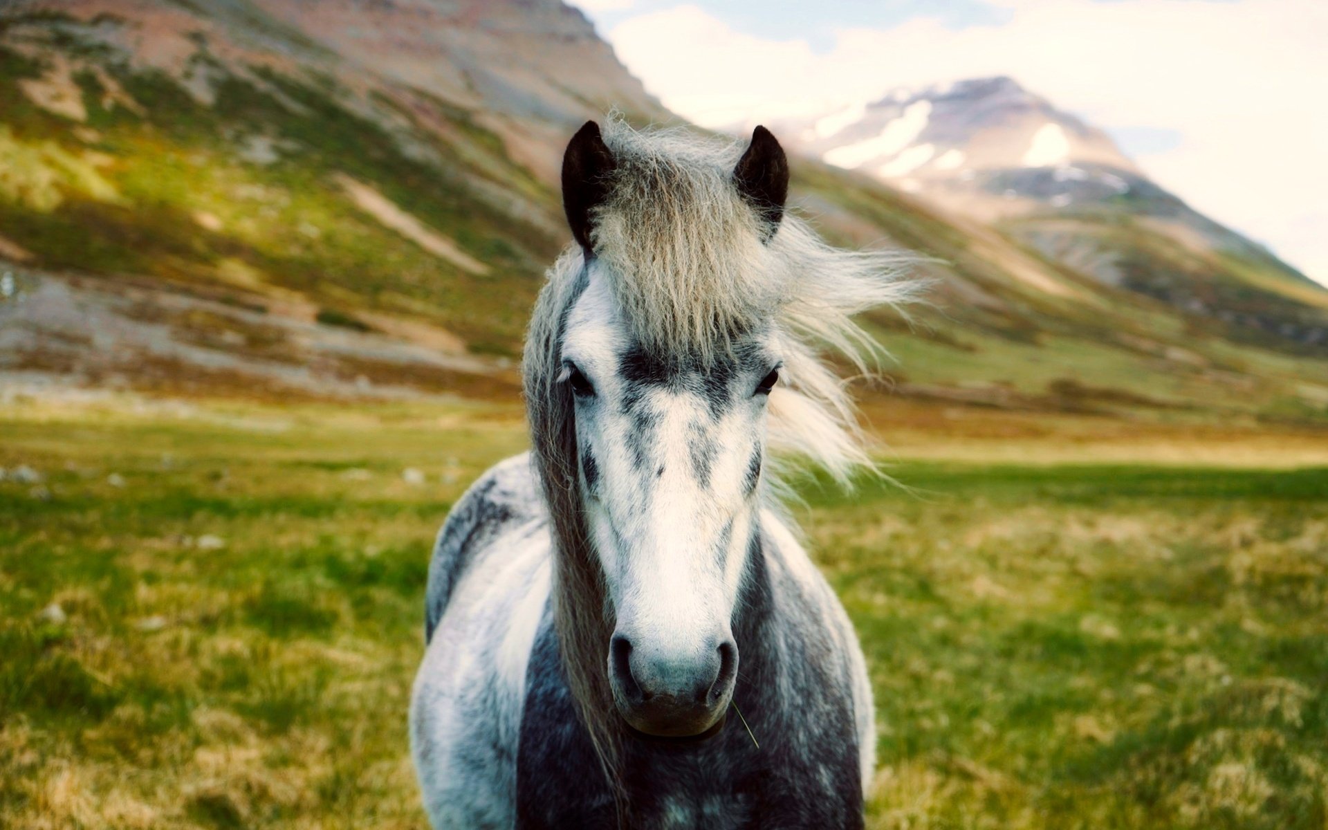 Обои лошадь, горы, пейзаж, долина, исландия, боке, horse, mountains, landscape, valley, iceland, bokeh разрешение 2000x1333 Загрузить