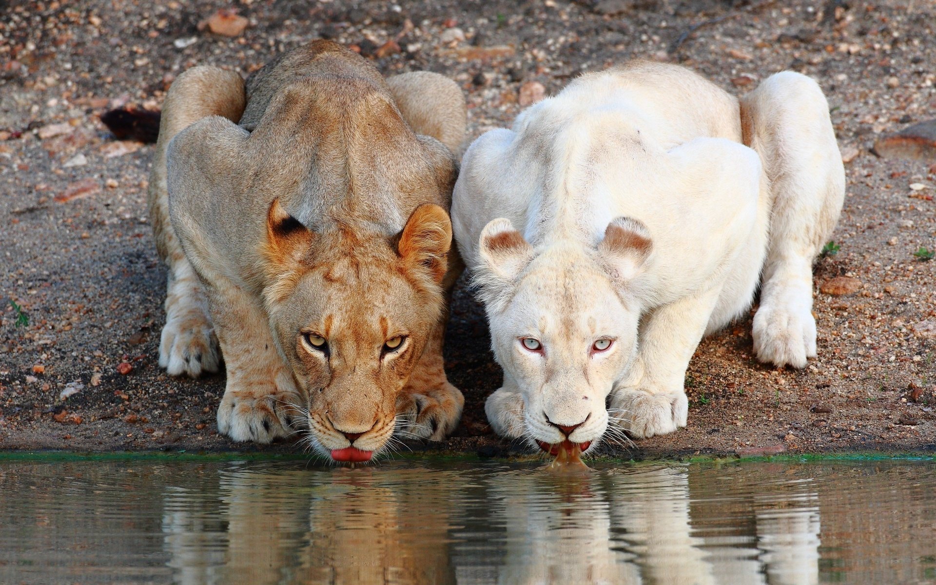 Обои морда, хищник, львы, водопой, дикая кошка, львицы, face, predator, lions, drink, wild cat, lioness разрешение 3000x2000 Загрузить