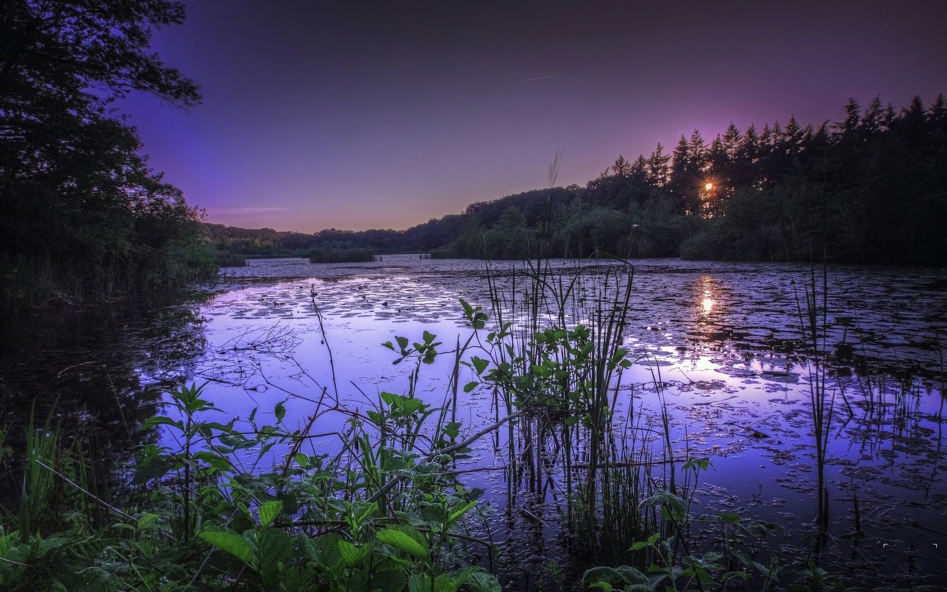 Обои трава, озеро, природа, лес, закат, grass, lake, nature, forest, sunset разрешение 2048x1342 Загрузить