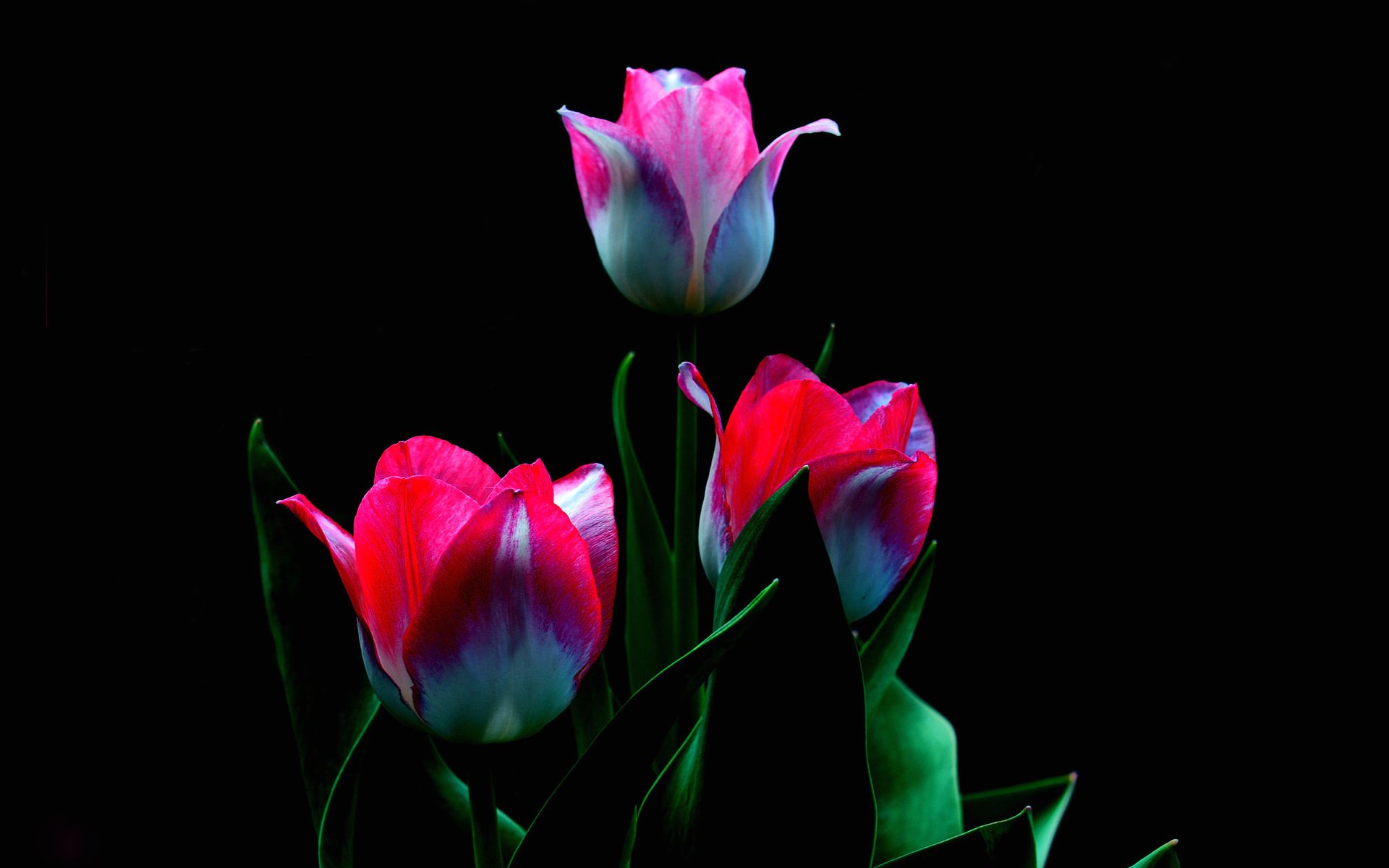 Тюльпаны на черном фоне
