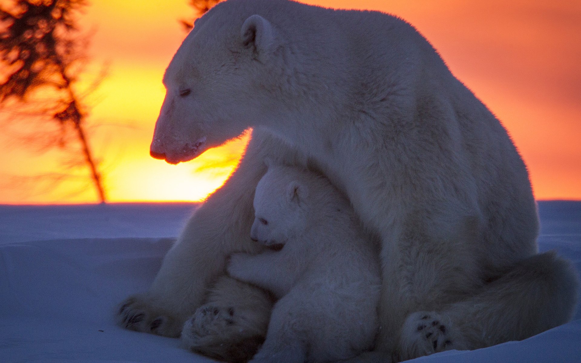 Обои снег, закат, медведи, белый медведь, медвежонок, медведица, snow, sunset, bears, polar bear, bear разрешение 3500x2412 Загрузить