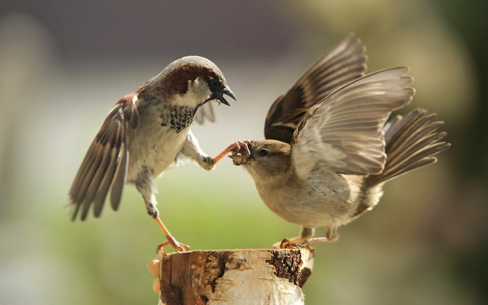 Обои крылья, птицы, клюв, воробей, перья, драка, воробьи, ссора, wings, birds, beak, sparrow, feathers, fight, sparrows разрешение 2000x1388 Загрузить