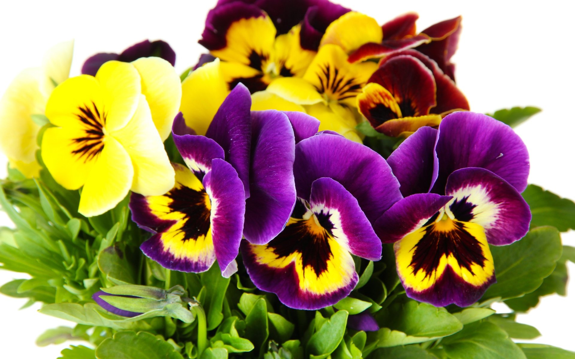 Обои цветы, лепестки, анютины глазки, фиалка, flowers, petals, pansy, violet разрешение 7000x4667 Загрузить
