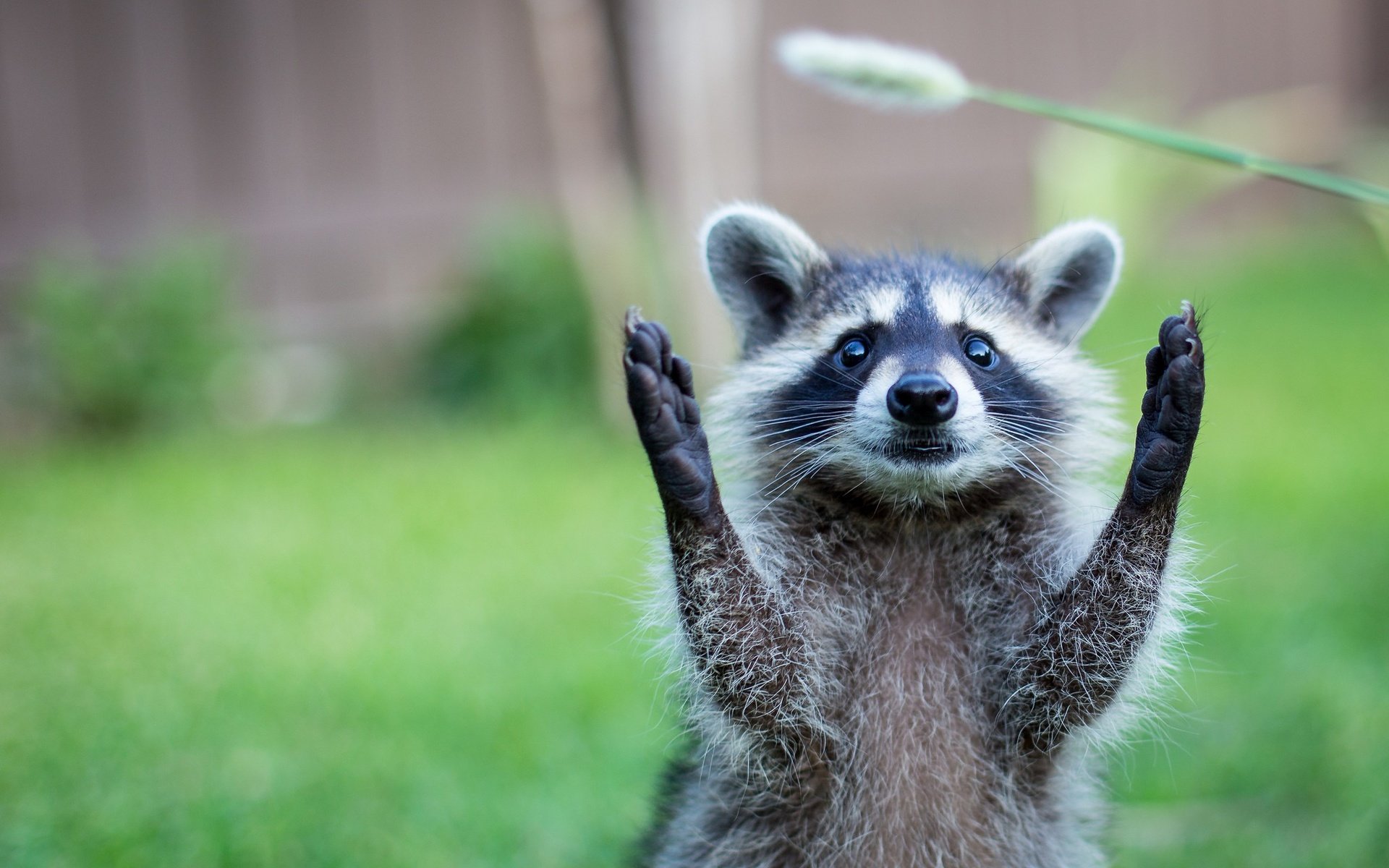 Обои природа, животное, енот, травинка, nature, animal, raccoon, a blade of grass разрешение 2048x1365 Загрузить