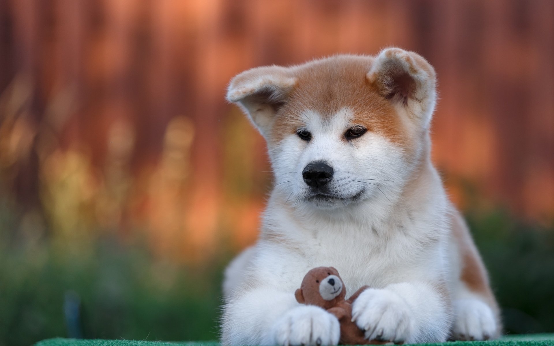 Обои собака, игрушка, щенок, акита-ину, акита, dog, toy, puppy, akita inu, akita разрешение 2880x1800 Загрузить