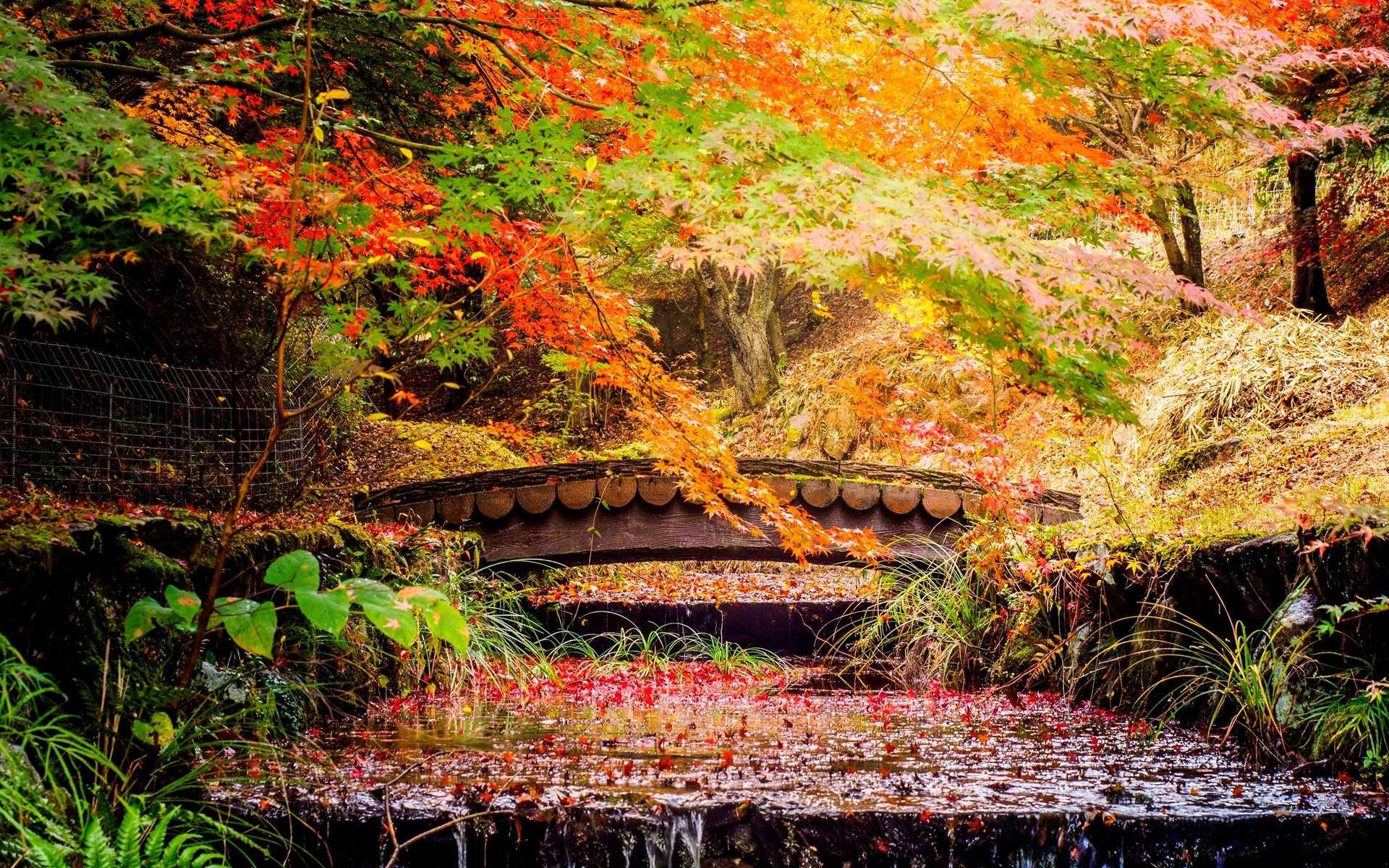 Обои деревья, листья, парк, ручей, мост, осень, япония, каскад, trees, leaves, park, stream, bridge, autumn, japan, cascade разрешение 2560x1600 Загрузить