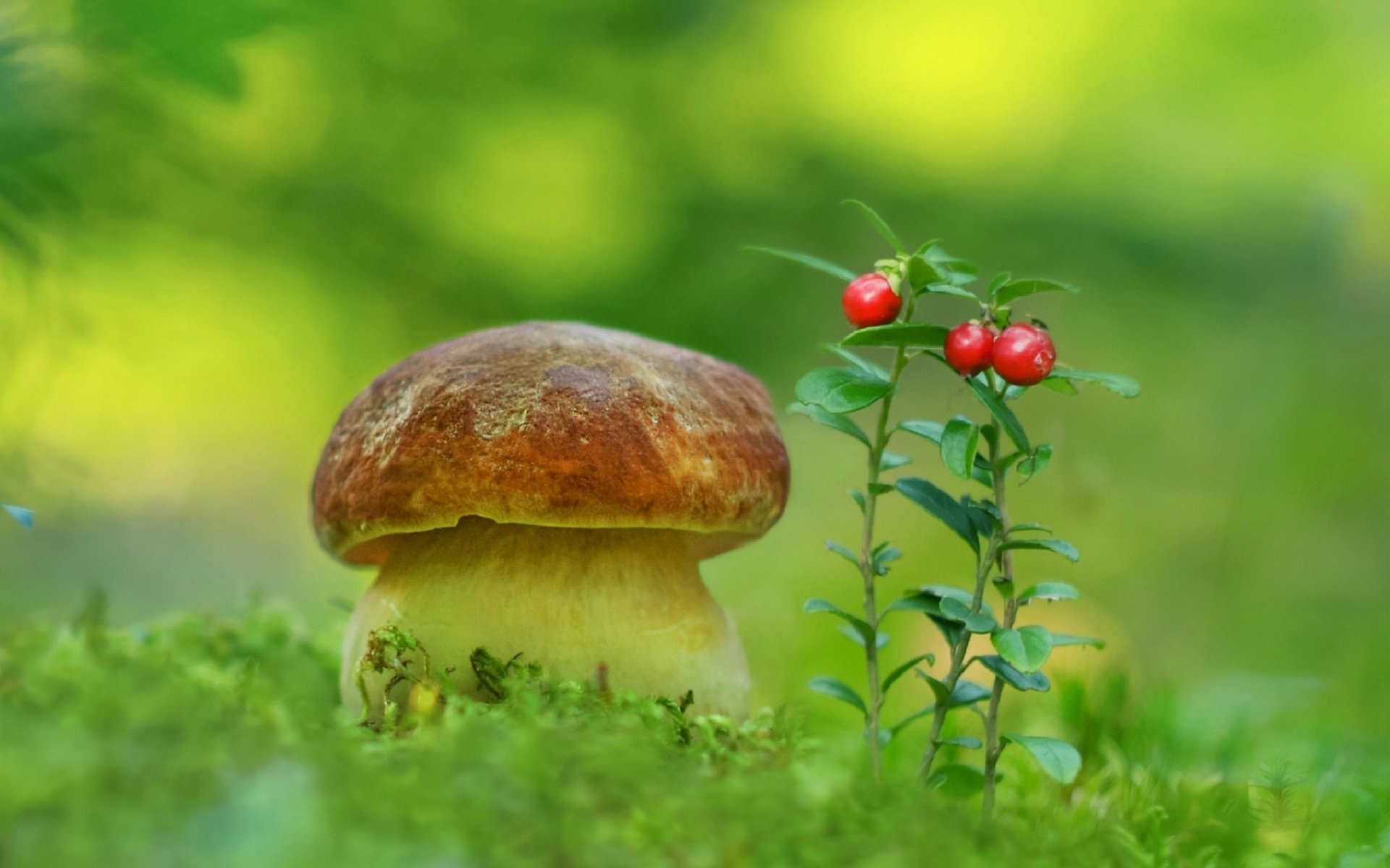 Обои природа, гриб, мох, ягоды, белый гриб, aleksandr hvozd, nature, mushroom, moss, berries, white mushroom разрешение 2596x1600 Загрузить