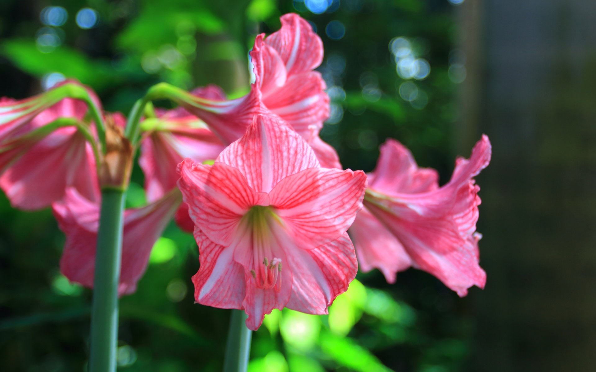 Обои цветы, стебли, лилии, амариллис, flowers, stems, lily, amaryllis разрешение 5184x3456 Загрузить