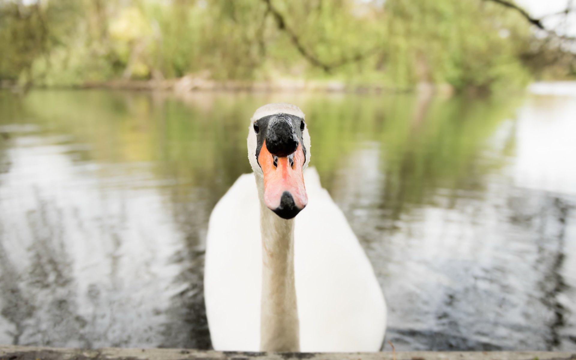 Обои озеро, птица, клюв, лебедь, lake, bird, beak, swan разрешение 2560x1595 Загрузить