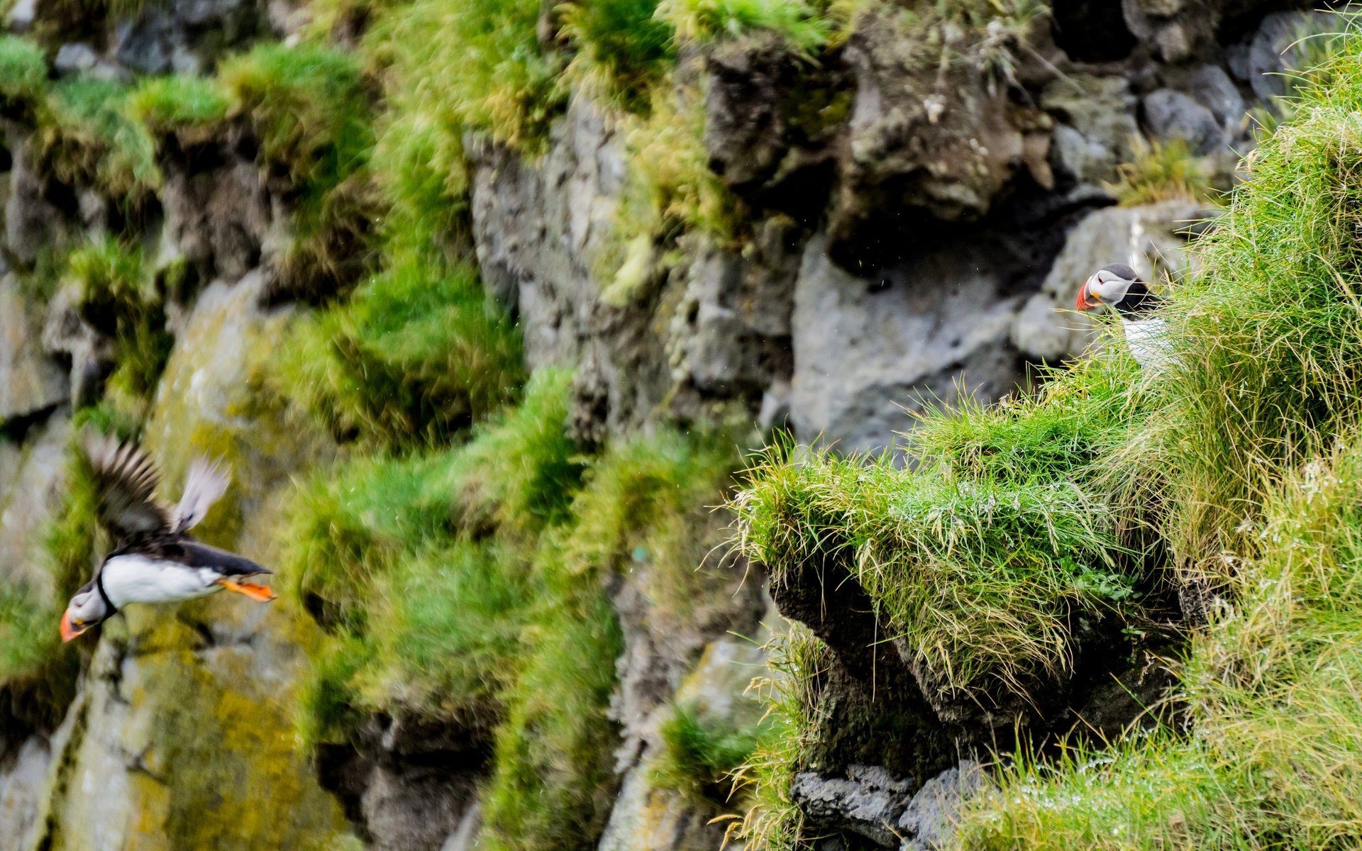 Обои трава, скала, птица, клюв, мох, перья, тупик, grass, rock, bird, beak, moss, feathers, stalled разрешение 2048x1366 Загрузить