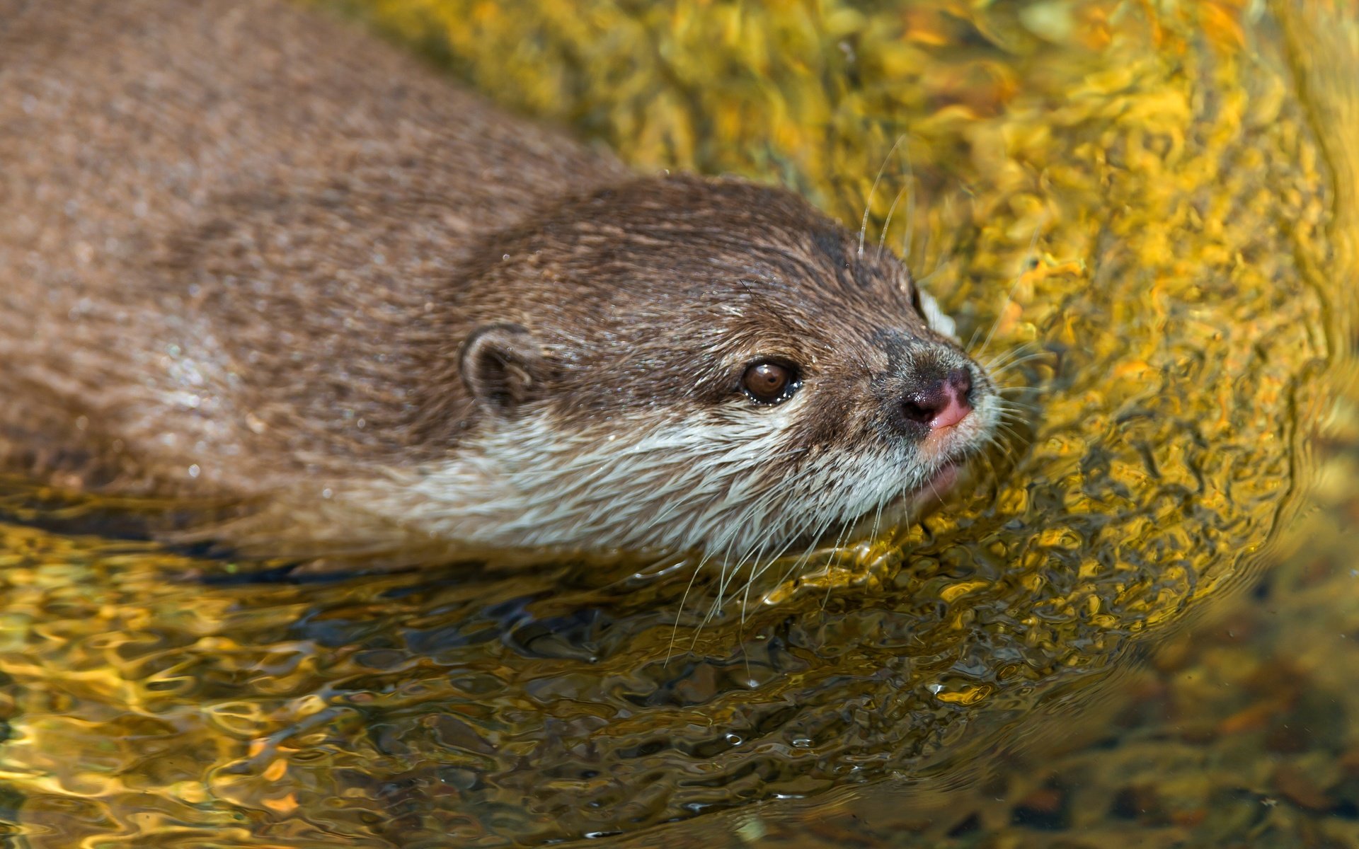 Обои вода, водоем, плывет, выдра, грызуны, water, pond, floats, otter, rodents разрешение 4519x2541 Загрузить