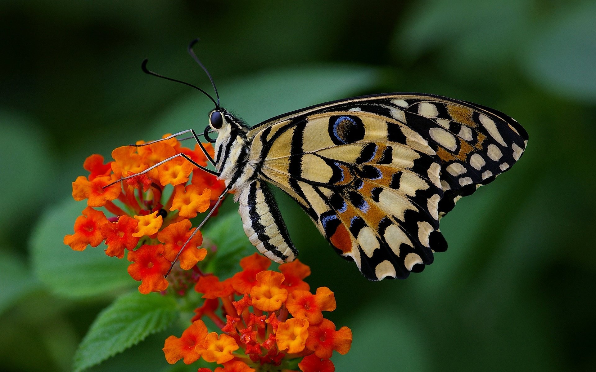 Обои цветы, макро, насекомое, бабочка, крылья, flowers, macro, insect, butterfly, wings разрешение 2048x1362 Загрузить