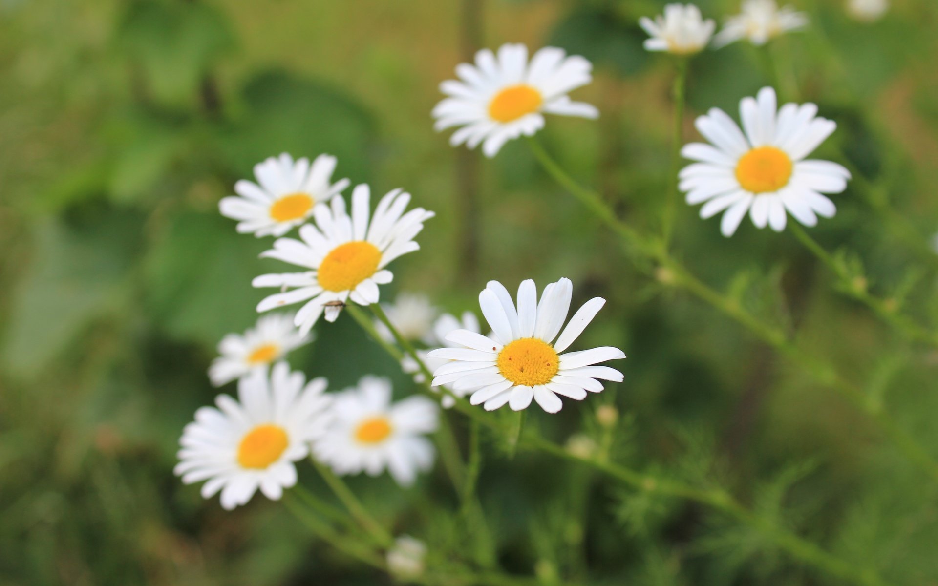 Обои цветы, лепестки, размытость, ромашки, белые, стебли, flowers, petals, blur, chamomile, white, stems разрешение 5184x3456 Загрузить