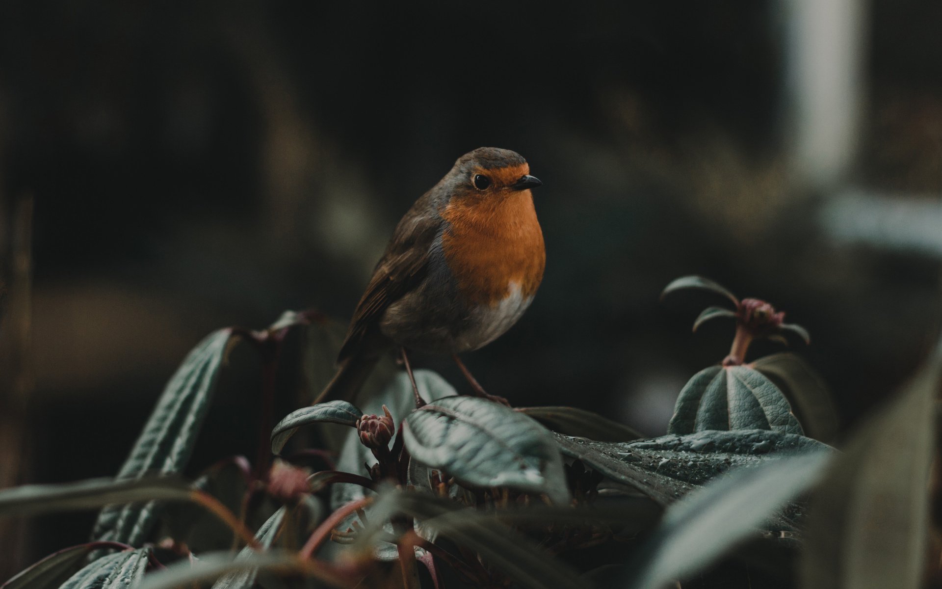 Обои природа, листья, птица, клюв, зарянка, малиновка, nature, leaves, bird, beak, robin разрешение 3840x2401 Загрузить