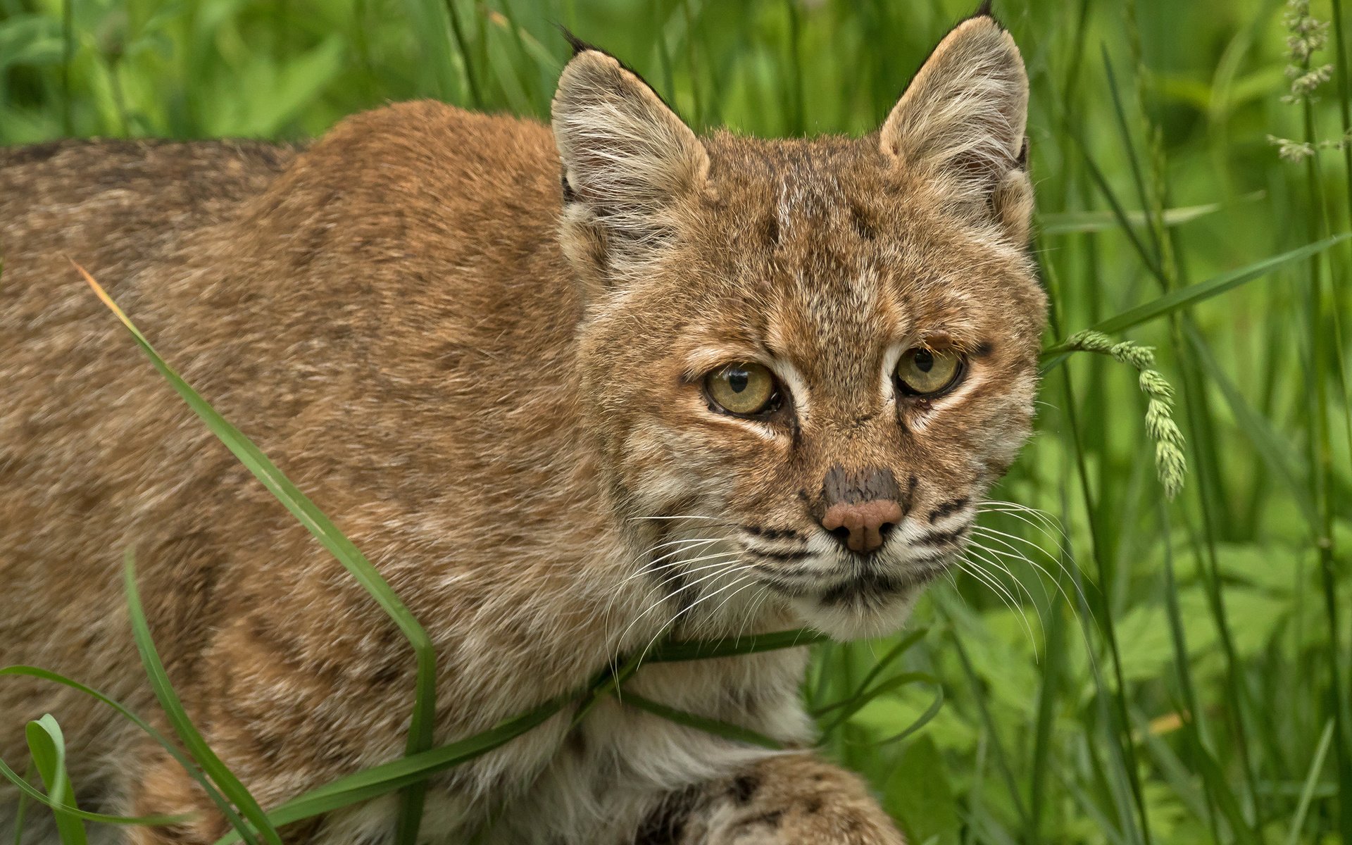 Обои глаза, трава, рысь, взгляд, хищник, окрас, дикая кошка, eyes, grass, lynx, look, predator, color, wild cat разрешение 2560x2048 Загрузить