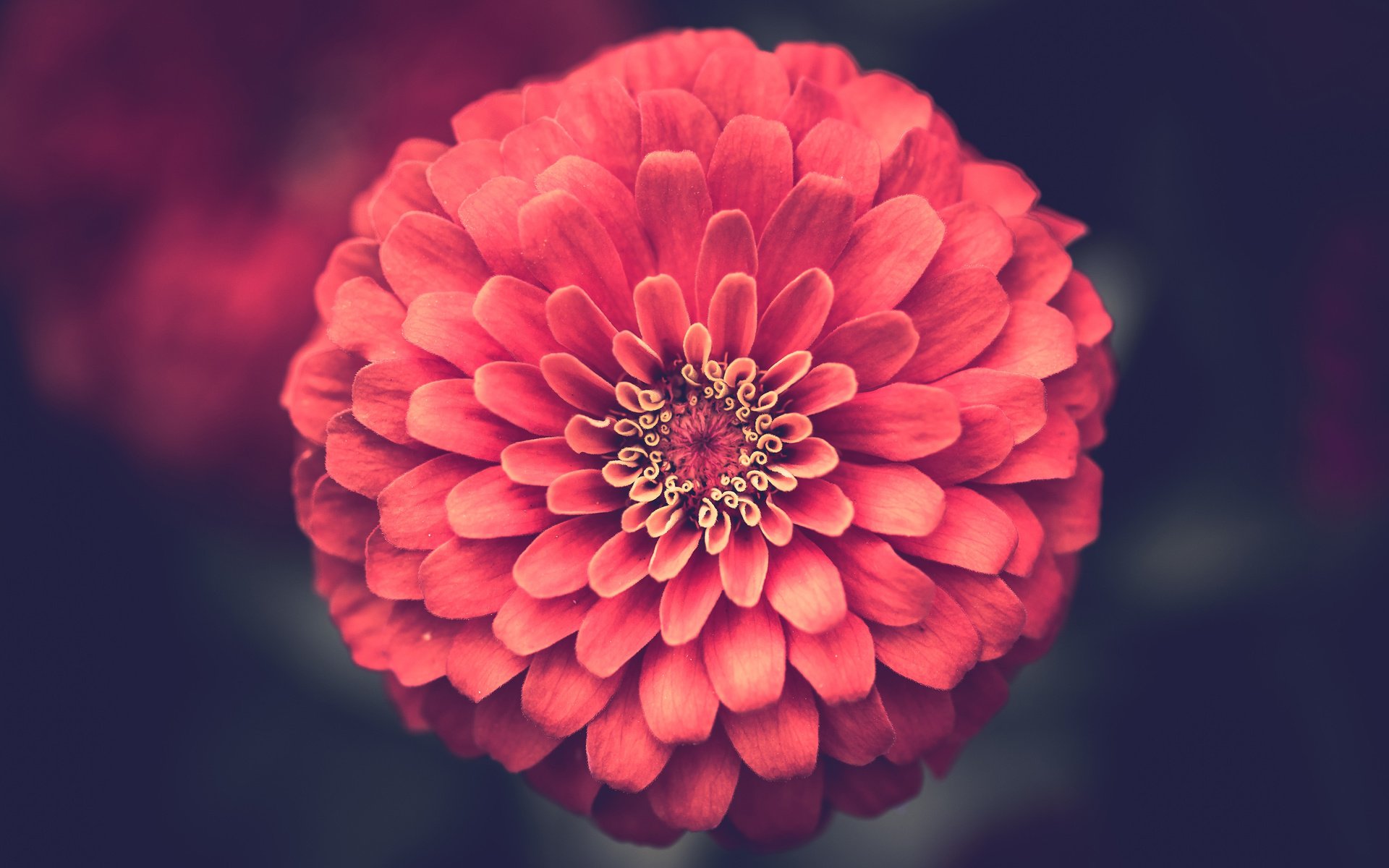 Обои цветок, лепестки, крупным планом, цинния, flower, petals, closeup, zinnia разрешение 3840x2400 Загрузить