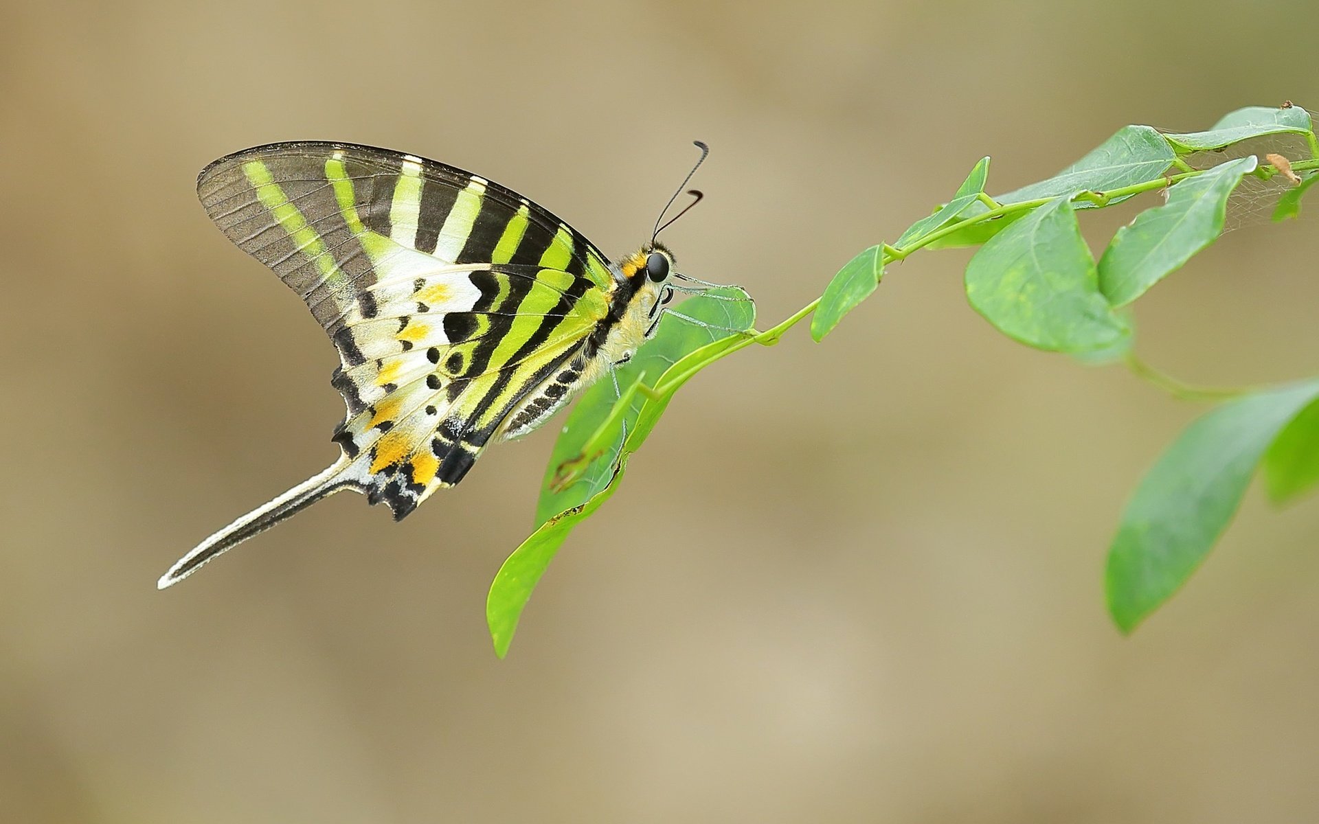 Обои ветка, листья, насекомое, бабочка, крылья, усики, branch, leaves, insect, butterfly, wings, antennae разрешение 2048x1365 Загрузить