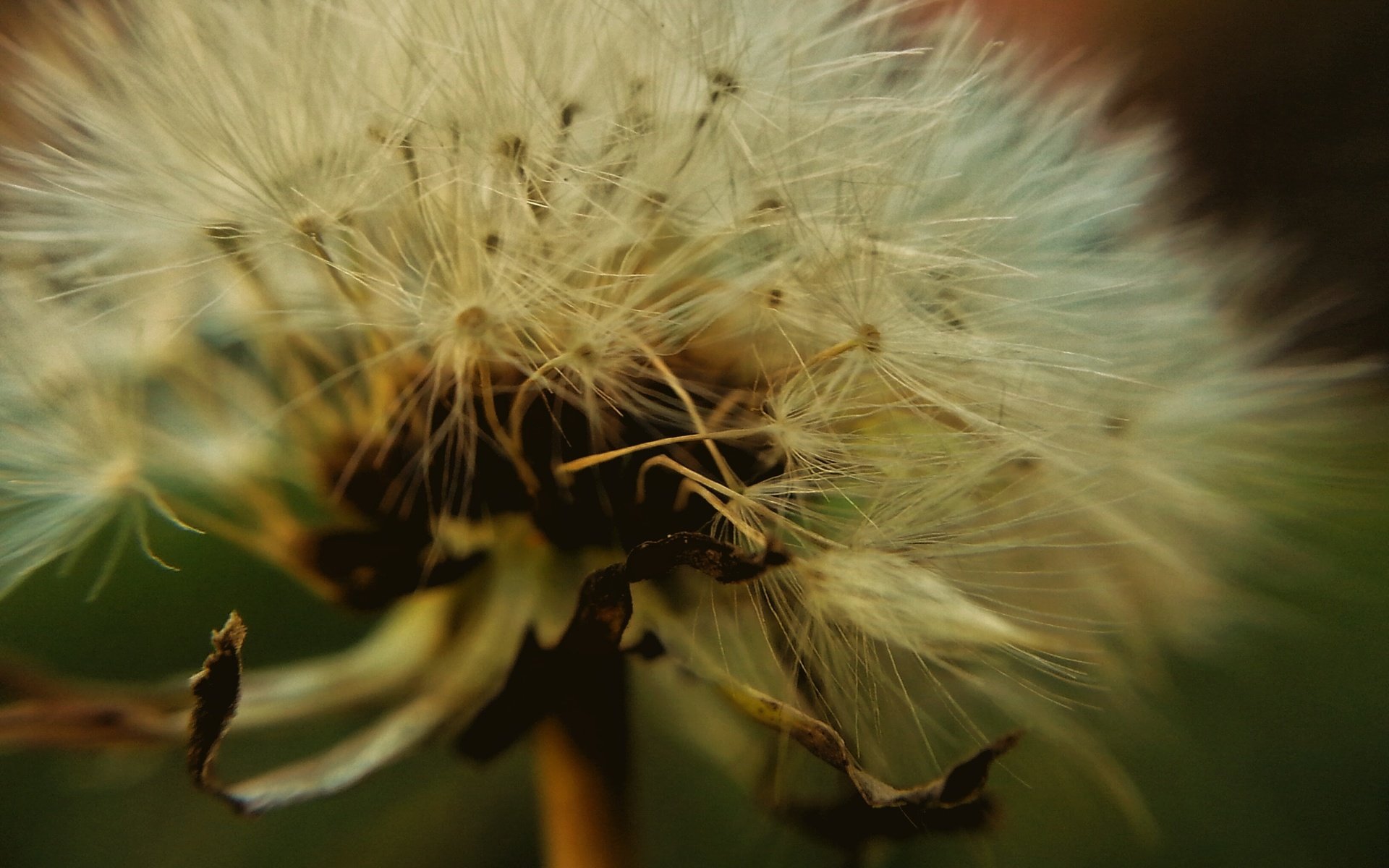 Обои цветок, одуванчик, семена, пух, пушинки, крупным планом, былинки, flower, dandelion, seeds, fluff, fuzzes, closeup, blade разрешение 3264x2448 Загрузить