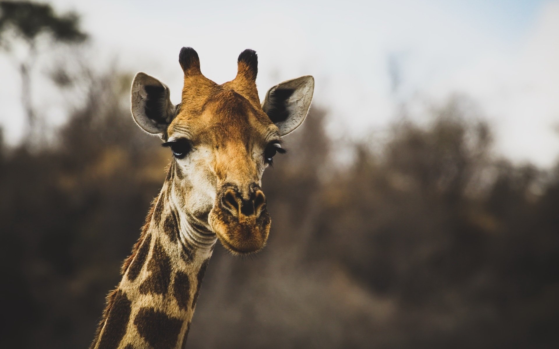 Обои размытость, животное, жираф, голова, рожки, шея, blur, animal, giraffe, head, horns, neck разрешение 1920x1280 Загрузить