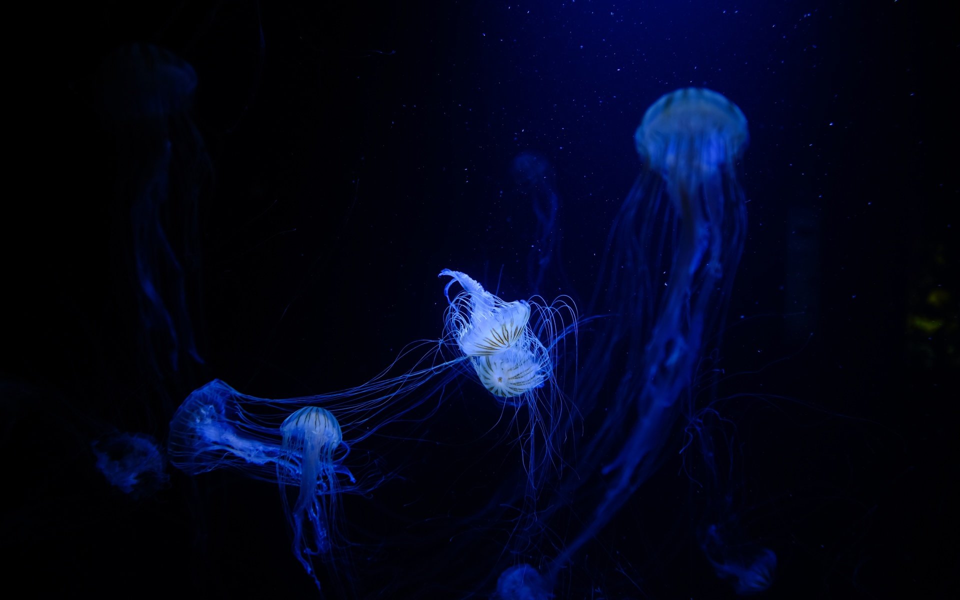 Обои медузы, подводный мир, сплетение, щупальцы, jellyfish, underwater world, plexus, the tentacles разрешение 4896x3264 Загрузить