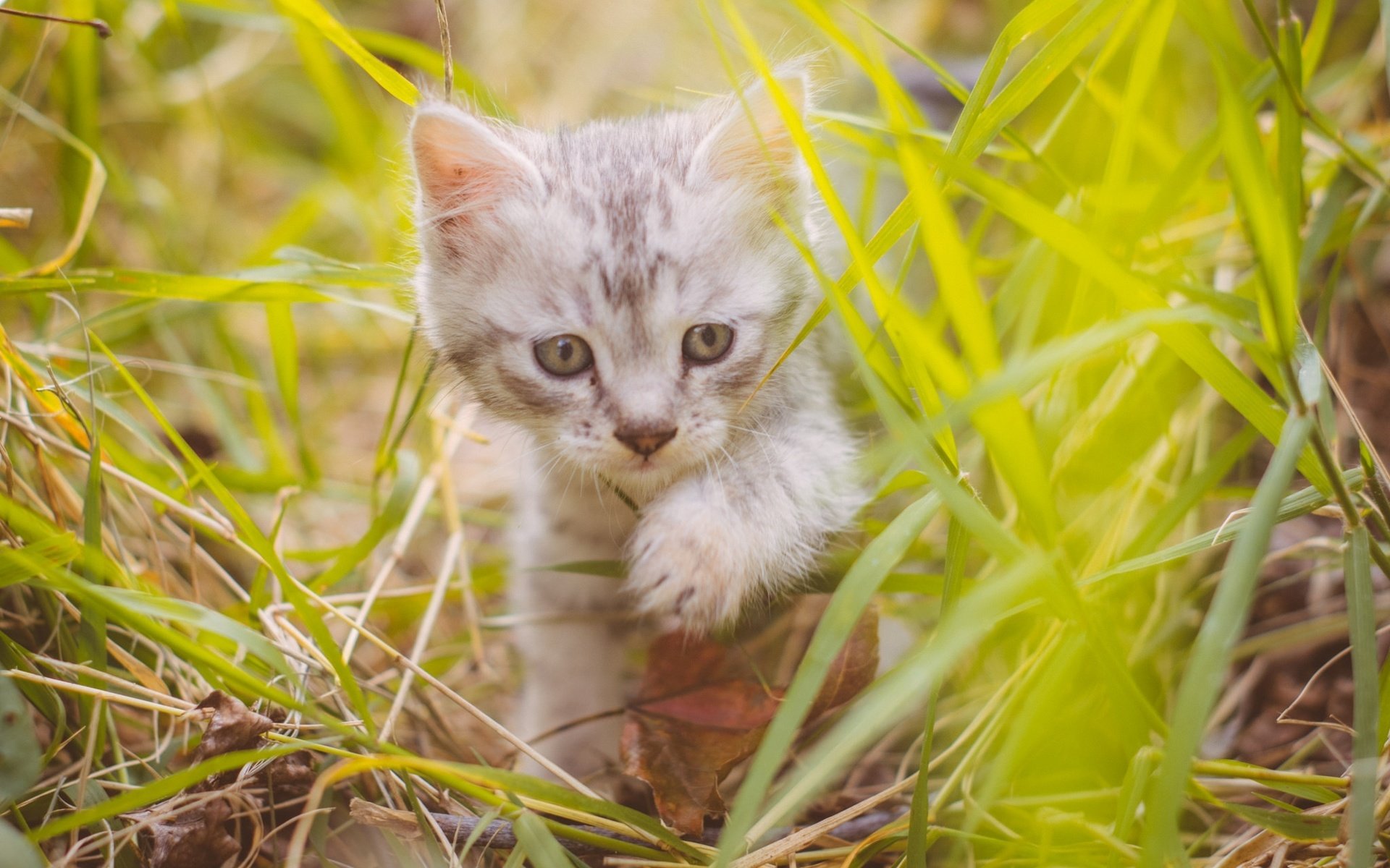 Обои трава, кот, мордочка, усы, кошка, взгляд, котенок, милый, grass, cat, muzzle, mustache, look, kitty, cute разрешение 2048x1367 Загрузить