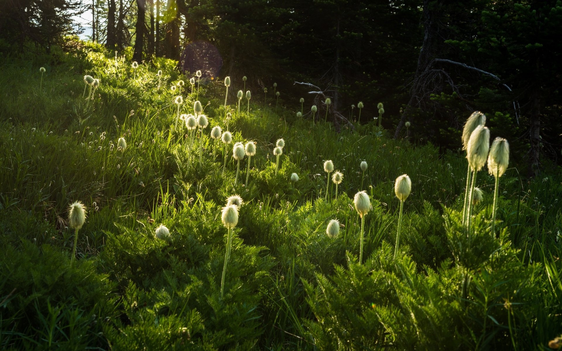 Обои цветы, трава, природа, растения, flowers, grass, nature, plants разрешение 2048x1367 Загрузить