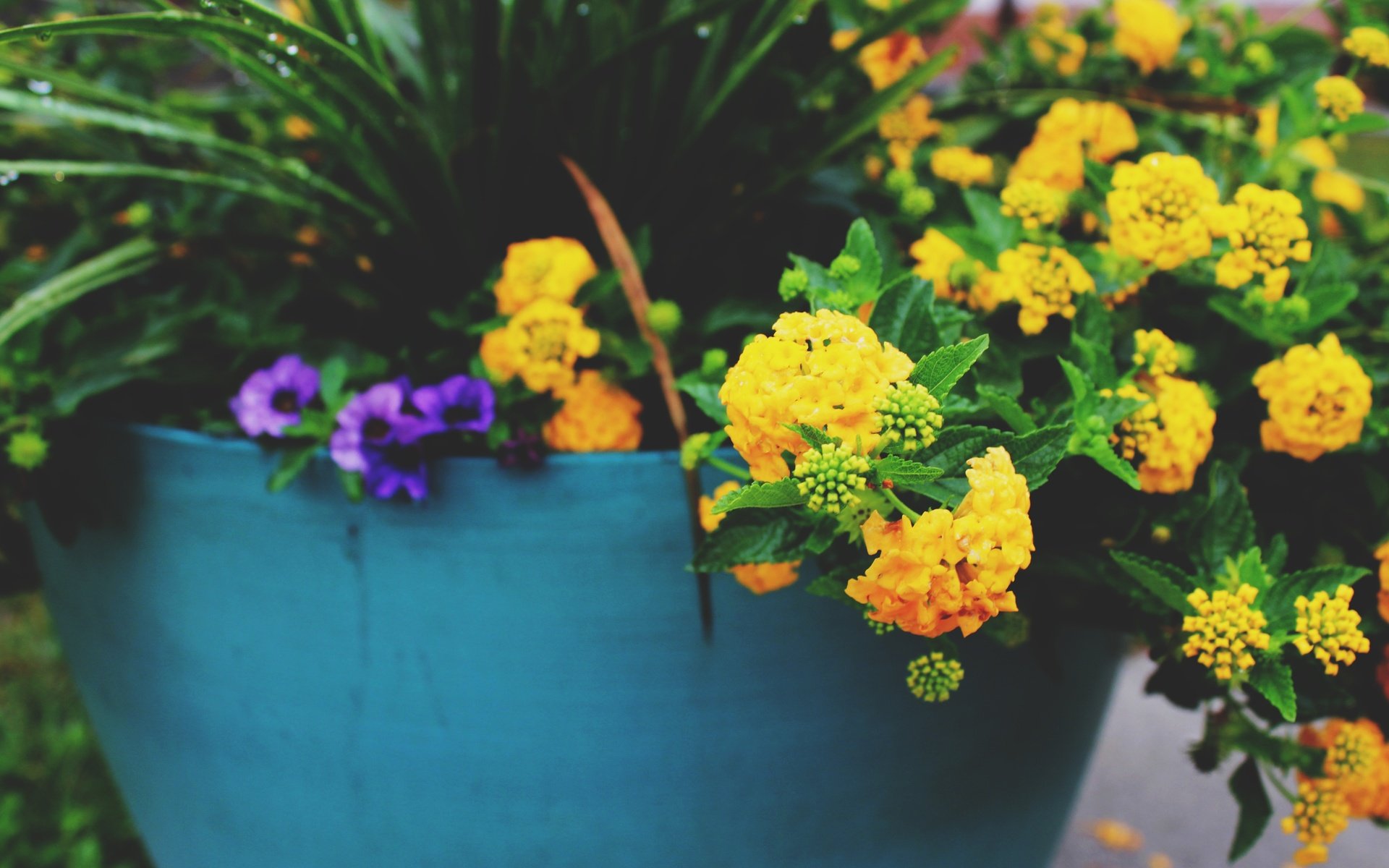 Обои цветы, желтые, горшок, flowers, yellow, pot разрешение 5184x3456 Загрузить