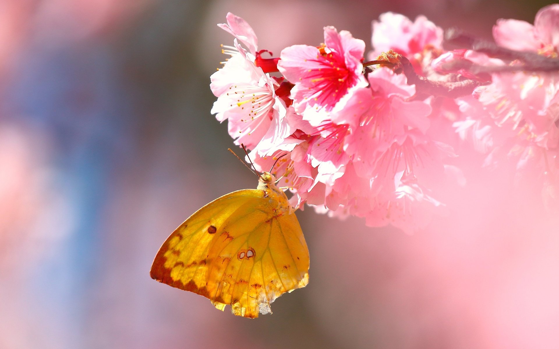 Обои цветы, насекомое, бабочка, крылья, сакура, flowers, insect, butterfly, wings, sakura разрешение 2560x1600 Загрузить