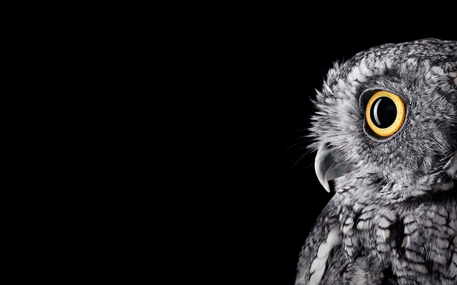 Обои сова, чёрно-белое, профиль, птица, owl, black and white, profile, bird разрешение 3840x2400 Загрузить