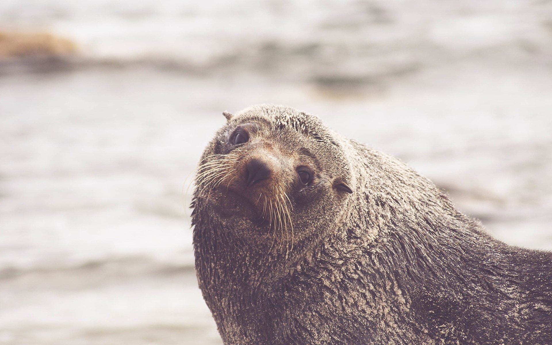 Обои усы, взгляд, тюлень, морской лев, mustache, look, seal, sea lion разрешение 2560x1440 Загрузить