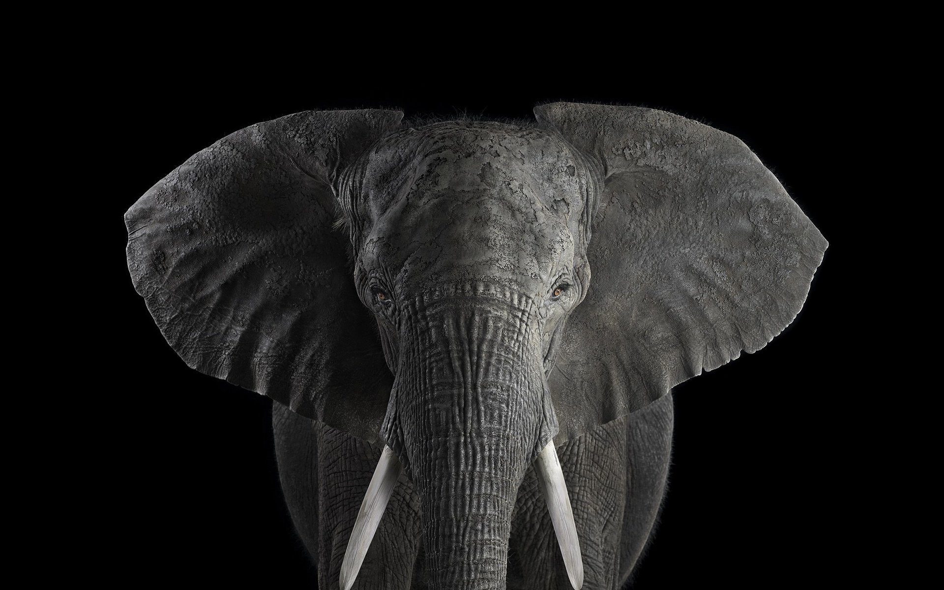 Обои слон, чёрно-белое, африканский слон, брэд уилсон, elephant, black and white, african elephant, brad wilson разрешение 2000x1364 Загрузить