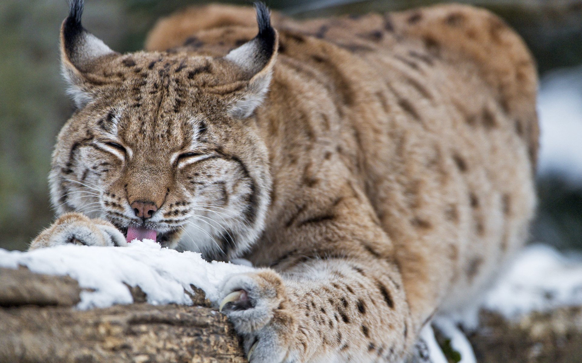 Обои снег, зима, рысь, дикая кошка, tambako the jaguar, snow, winter, lynx, wild cat разрешение 3840x2743 Загрузить
