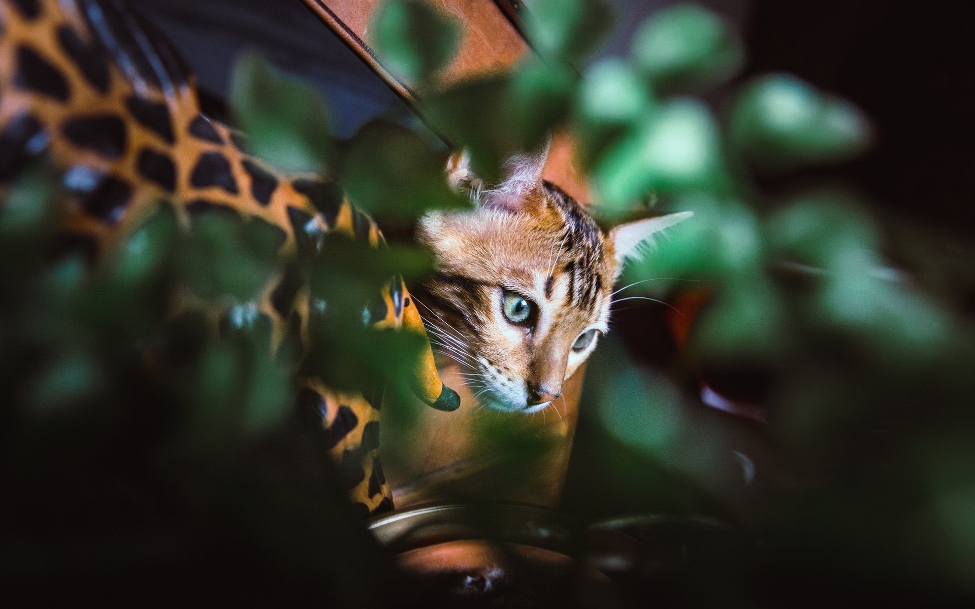 Обои глаза, листья, фон, усы, кошка, взгляд, котенок, eyes, leaves, background, mustache, cat, look, kitty разрешение 2048x1365 Загрузить
