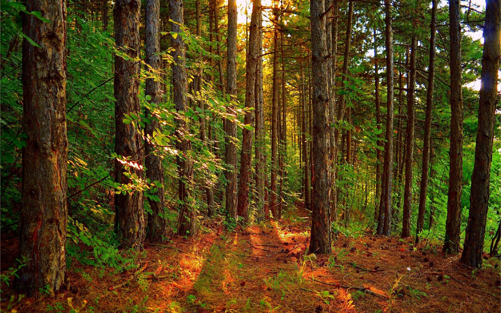 Обои деревья, лес, пейзаж, лучи солнца, trees, forest, landscape, the rays of the sun разрешение 3002x1886 Загрузить