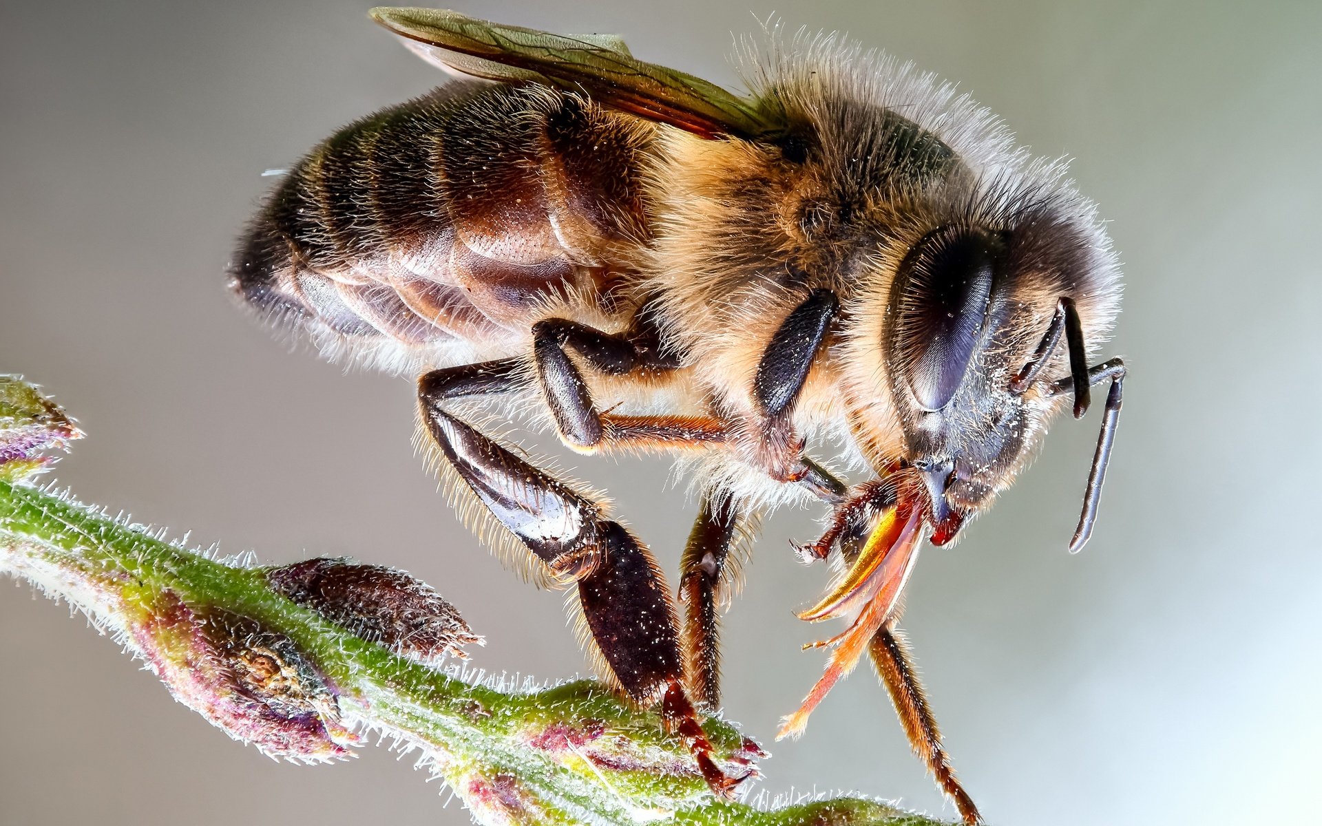 Обои глаза, макро, насекомое, фон, пчела, пыльца, стебелёк, eyes, macro, insect, background, bee, pollen, stem разрешение 3000x1875 Загрузить