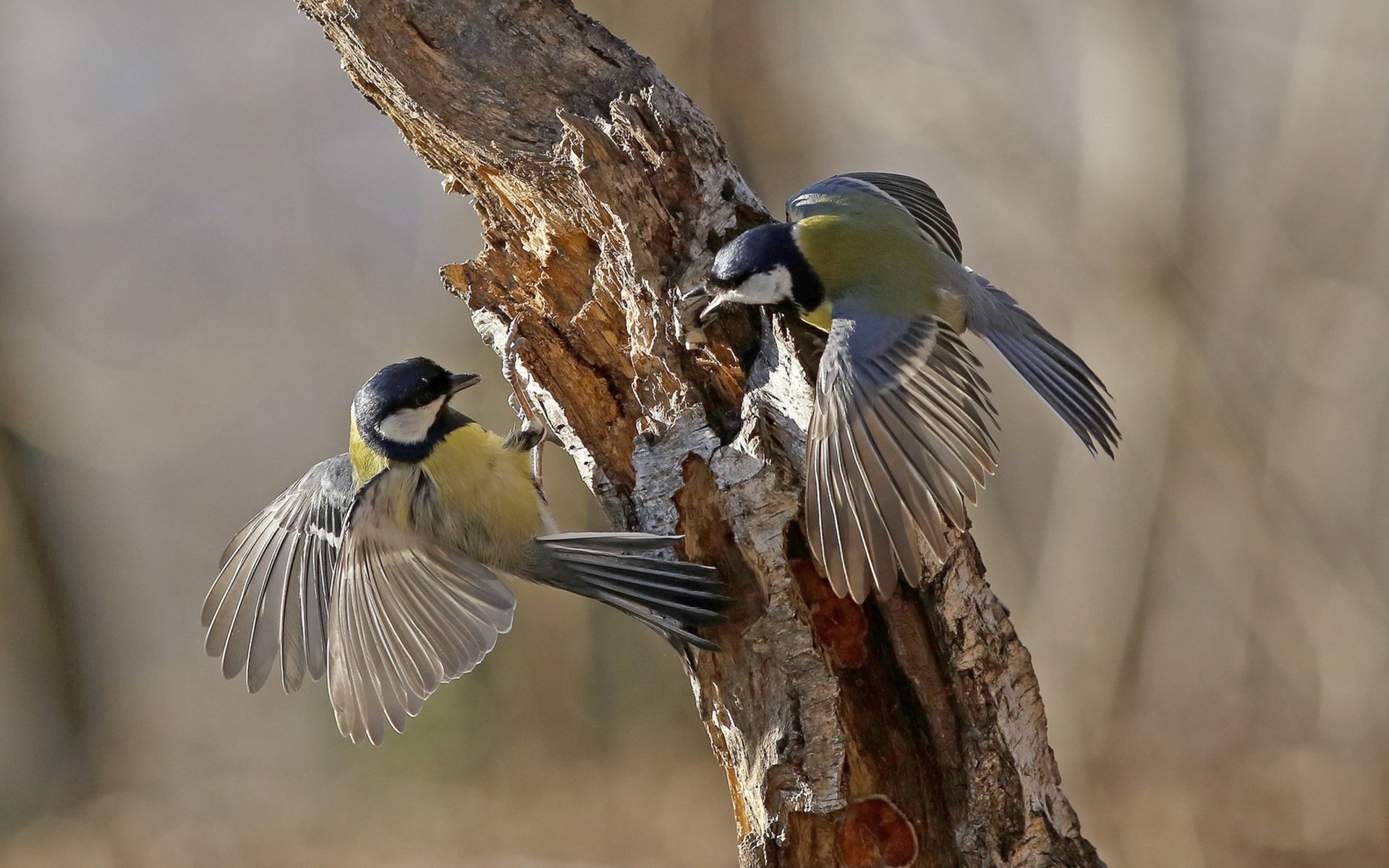 Обои дерево, крылья, птицы, клюв, перья, ствол, синицы, tree, wings, birds, beak, feathers, trunk, tits разрешение 3840x2160 Загрузить