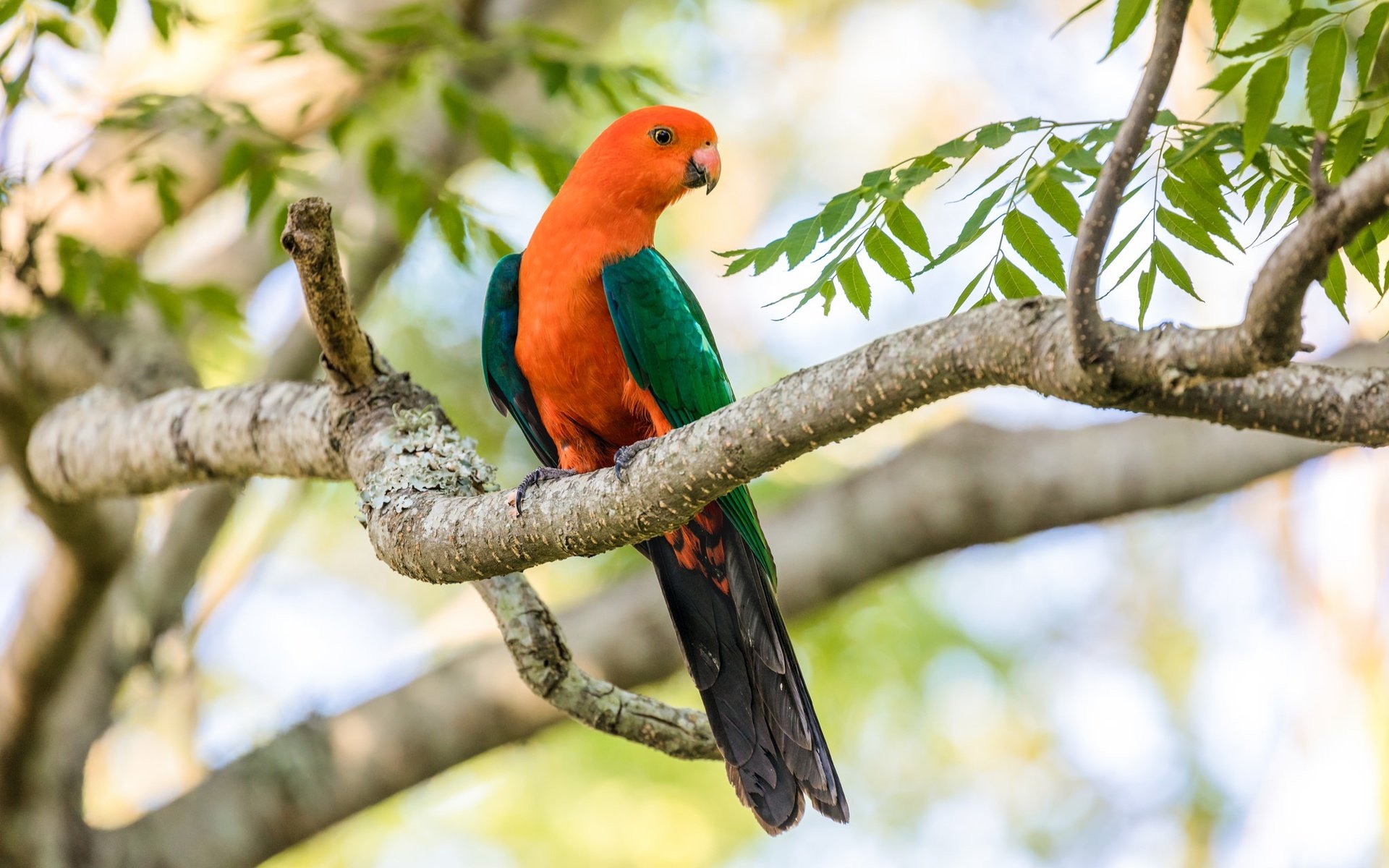 Обои ветка, дерево, птица, клюв, перья, попугай, branch, tree, bird, beak, feathers, parrot разрешение 2048x1365 Загрузить