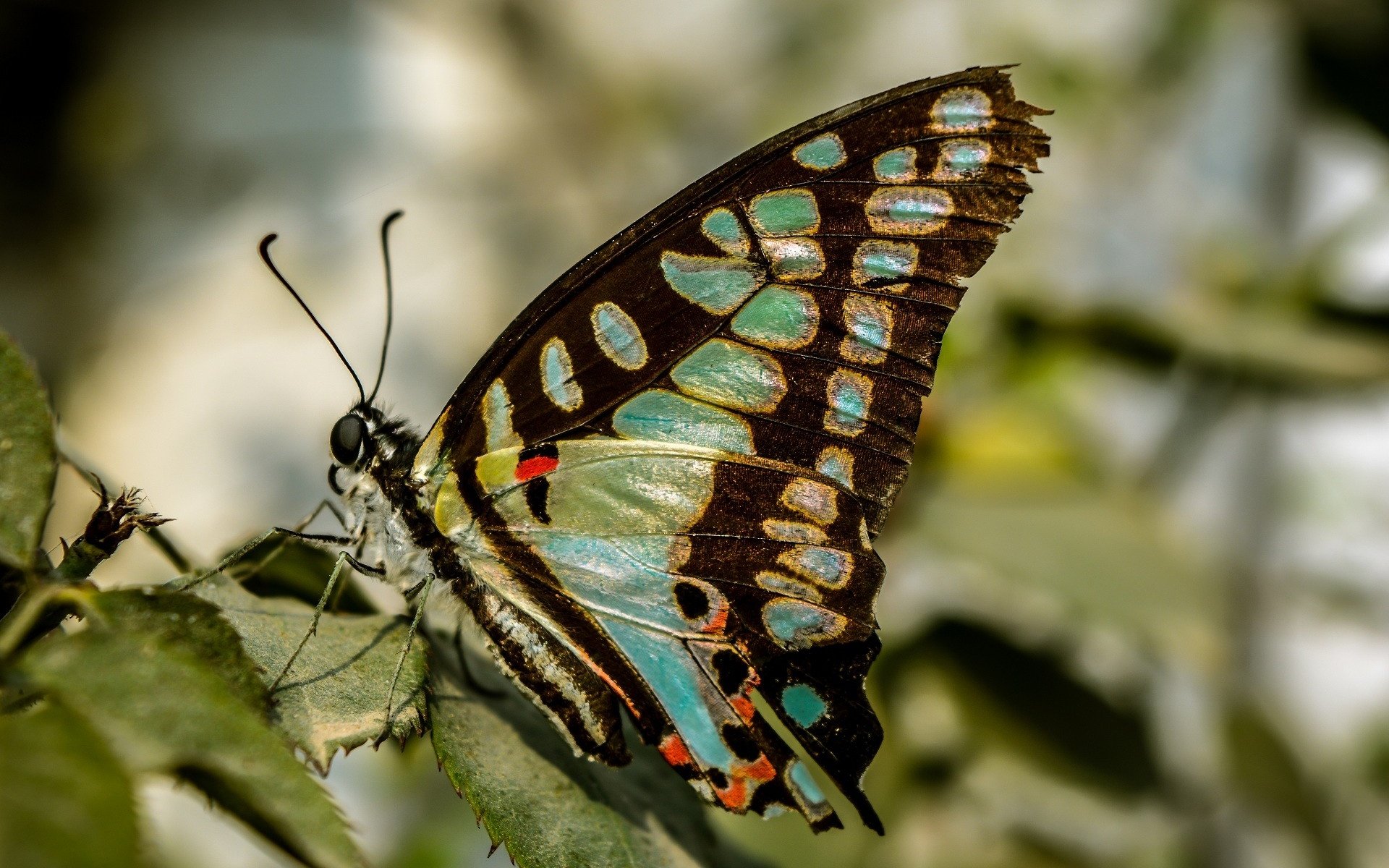 Обои природа, листья, насекомое, бабочка, крылья, nature, leaves, insect, butterfly, wings разрешение 1920x1280 Загрузить