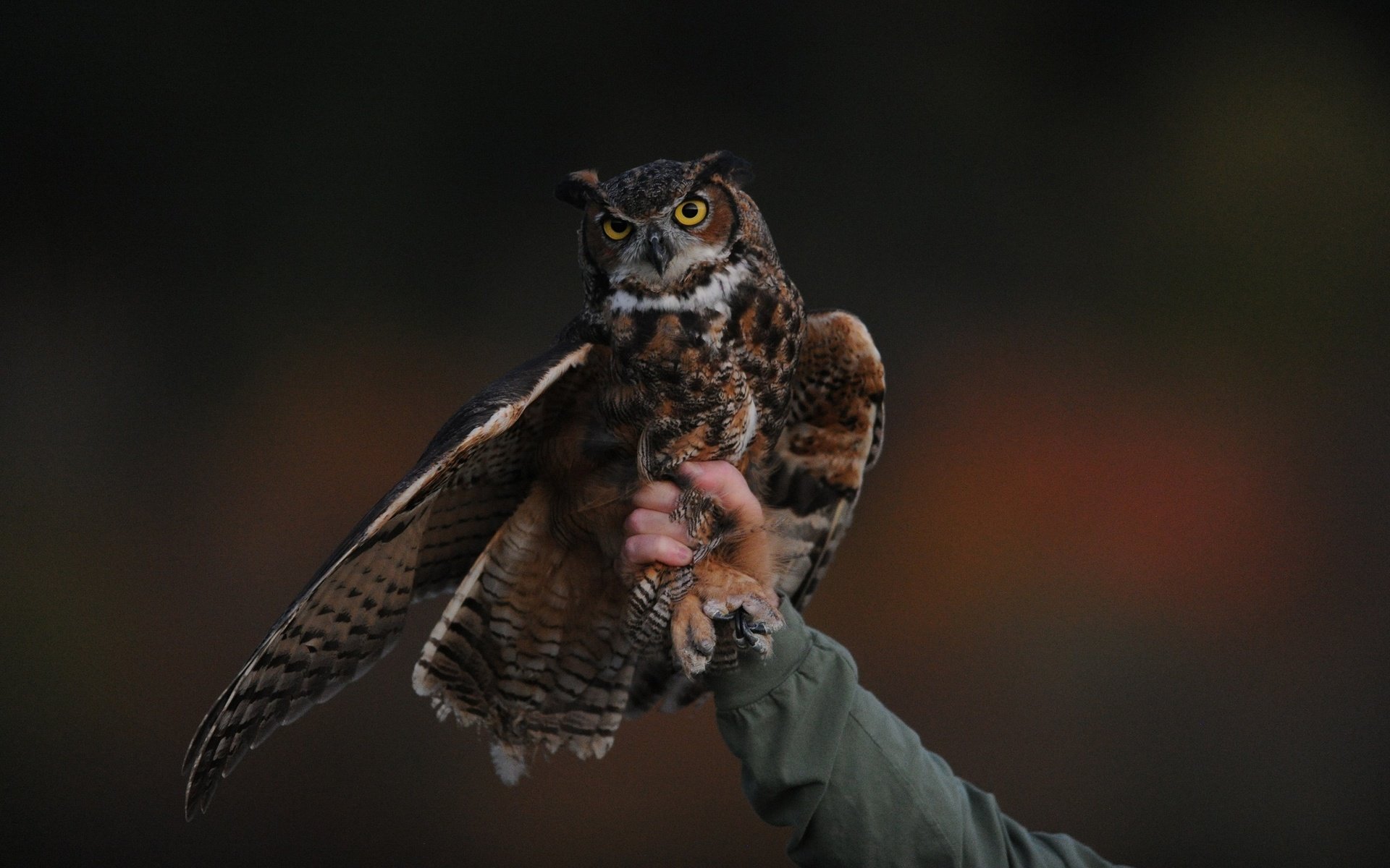 Обои сова, рука, человек, птица, клюв, крыло, хищная птица, owl, hand, people, bird, beak, wing, bird of prey разрешение 2560x1600 Загрузить