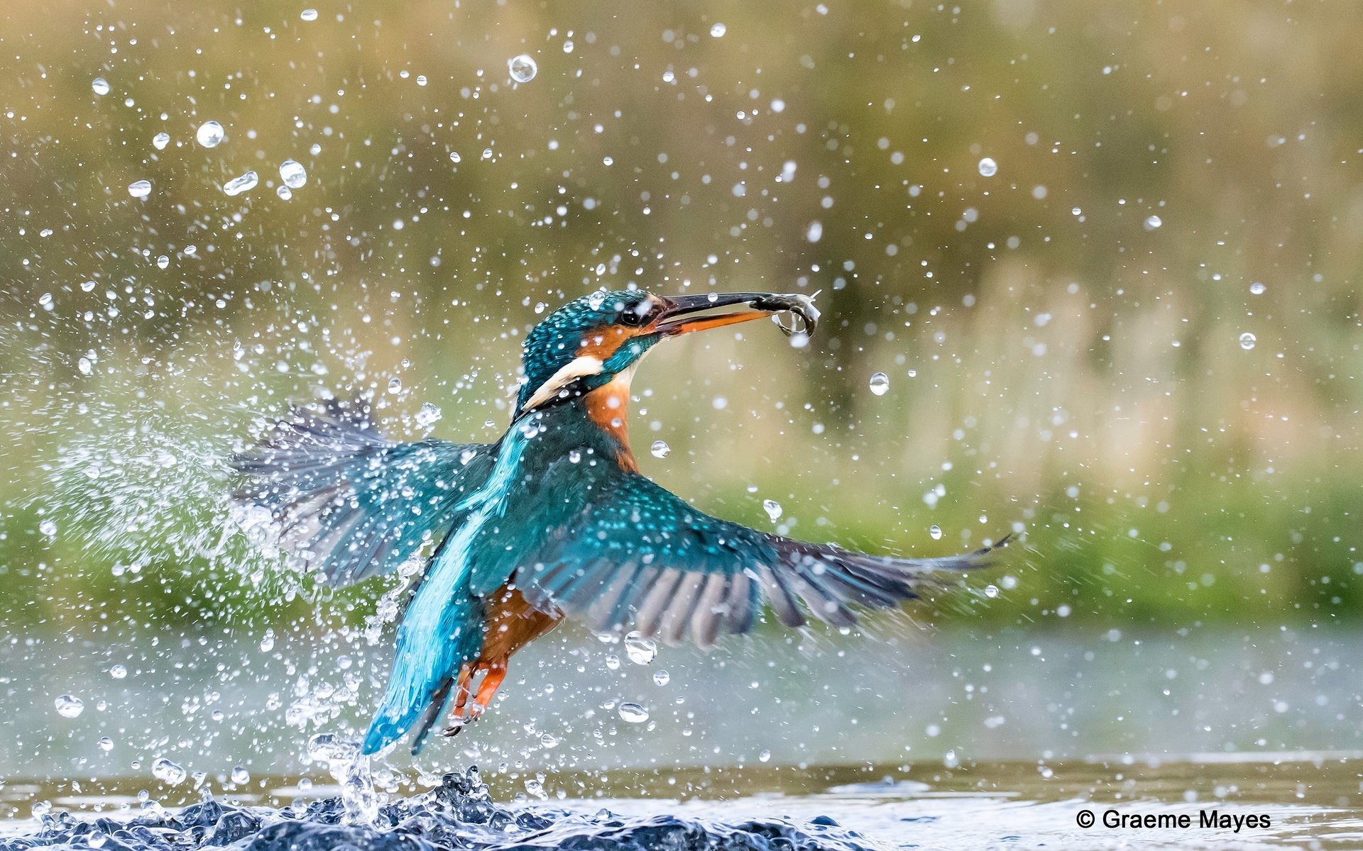 Обои вода, брызги, птица, рыбка, зимородок, water, squirt, bird, fish, kingfisher разрешение 2560x1600 Загрузить